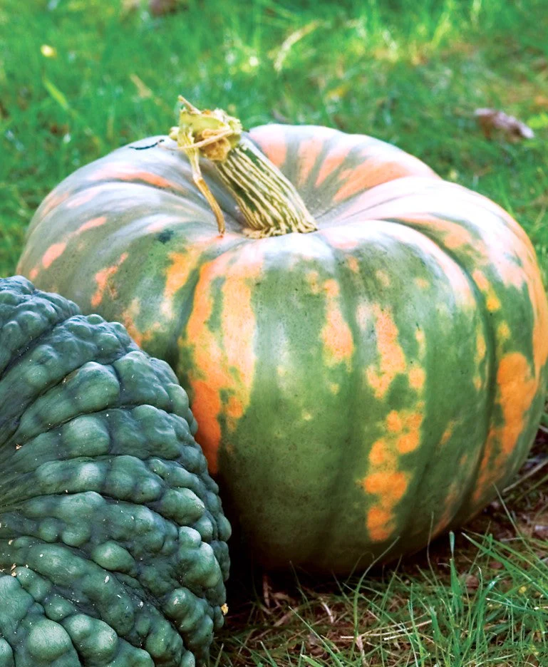 Iran Pumpkin (Persian Pumpkin) - Image 6