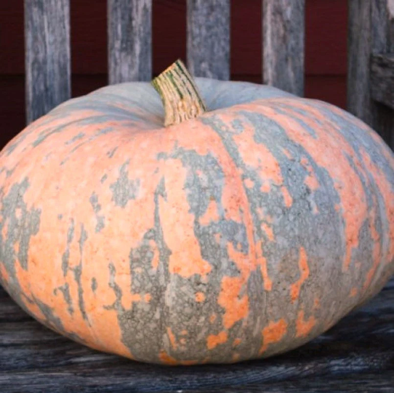 Iran Pumpkin (Persian Pumpkin) - Image 8
