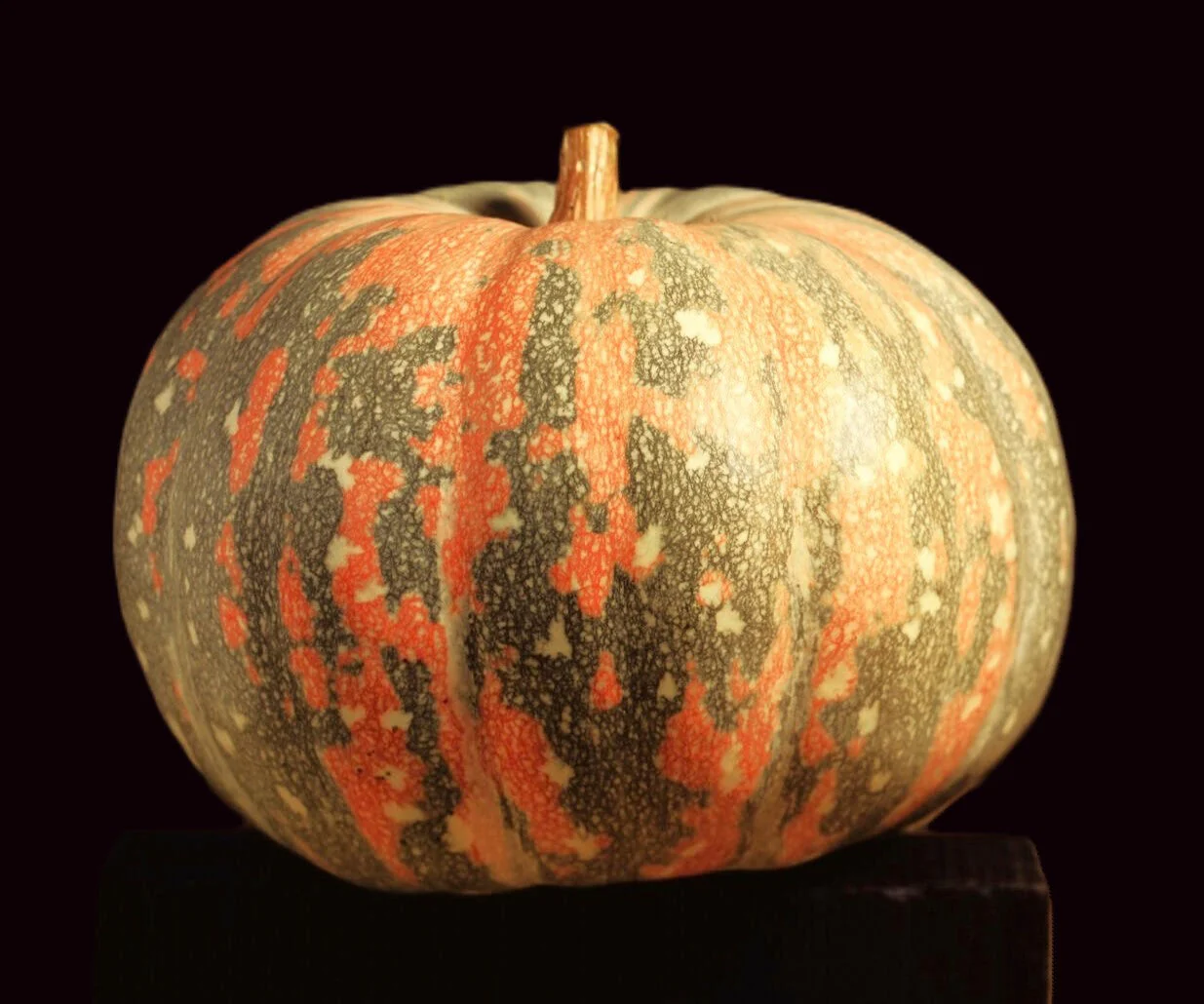 Iran Pumpkin (Persian Pumpkin) - Image 9