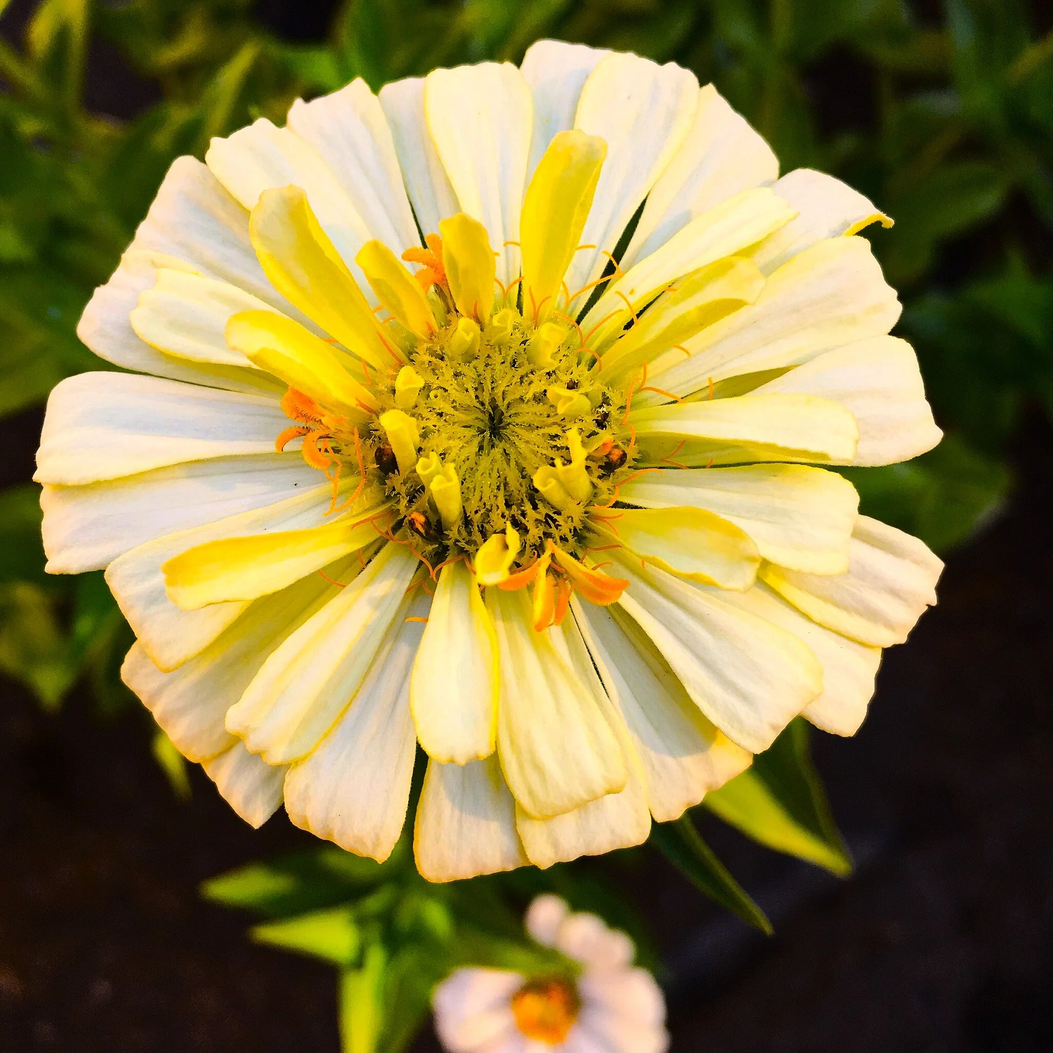 Isabellina Baby Yellow Zinnia - Image 10