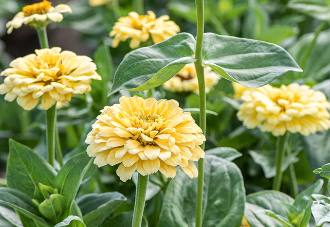 Isabellina Baby Yellow Zinnia - Image 2