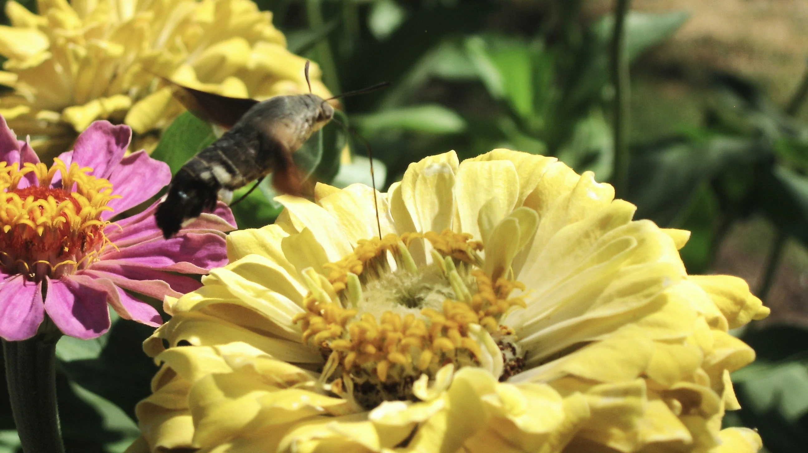 Isabellina Baby Yellow Zinnia - Image 3