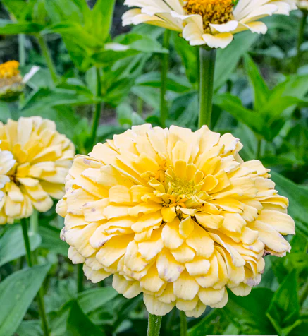 Isabellina Baby Yellow Zinnia - Image 4