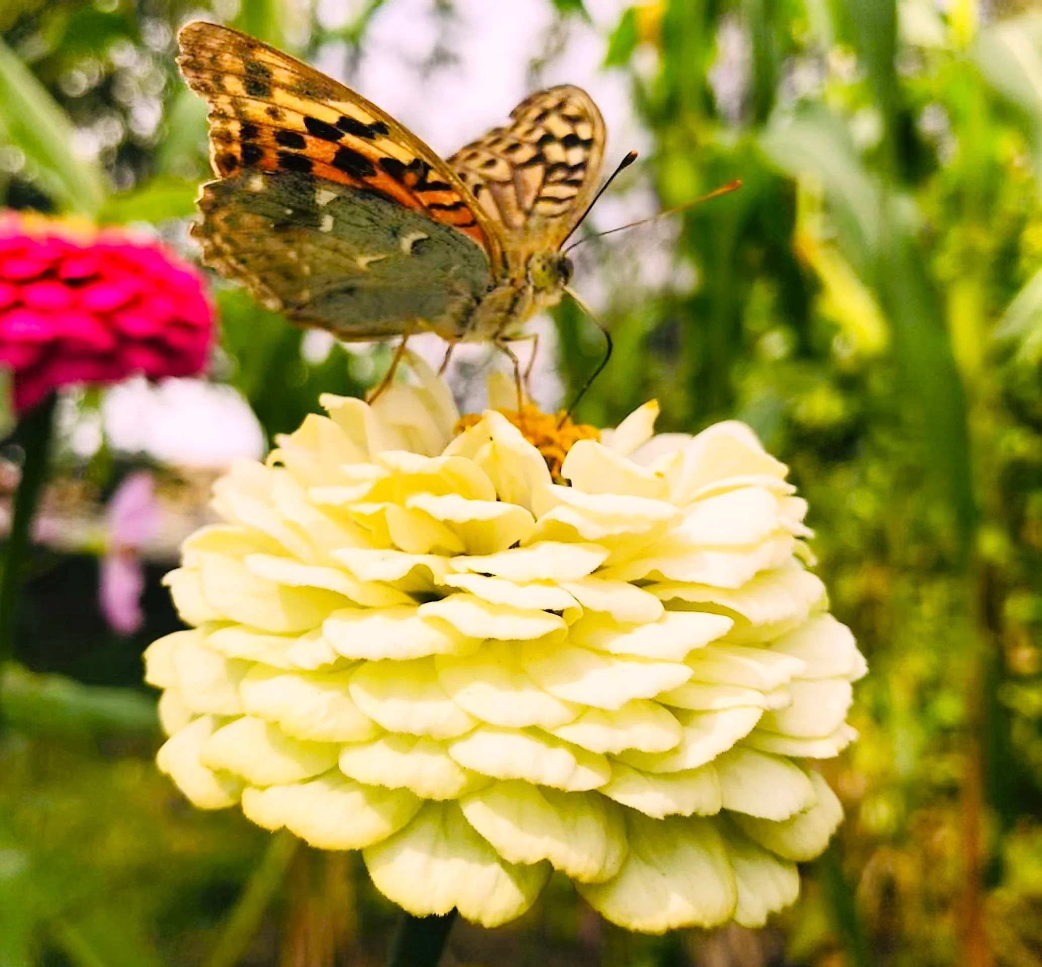 Isabellina Baby Yellow Zinnia - Image 5