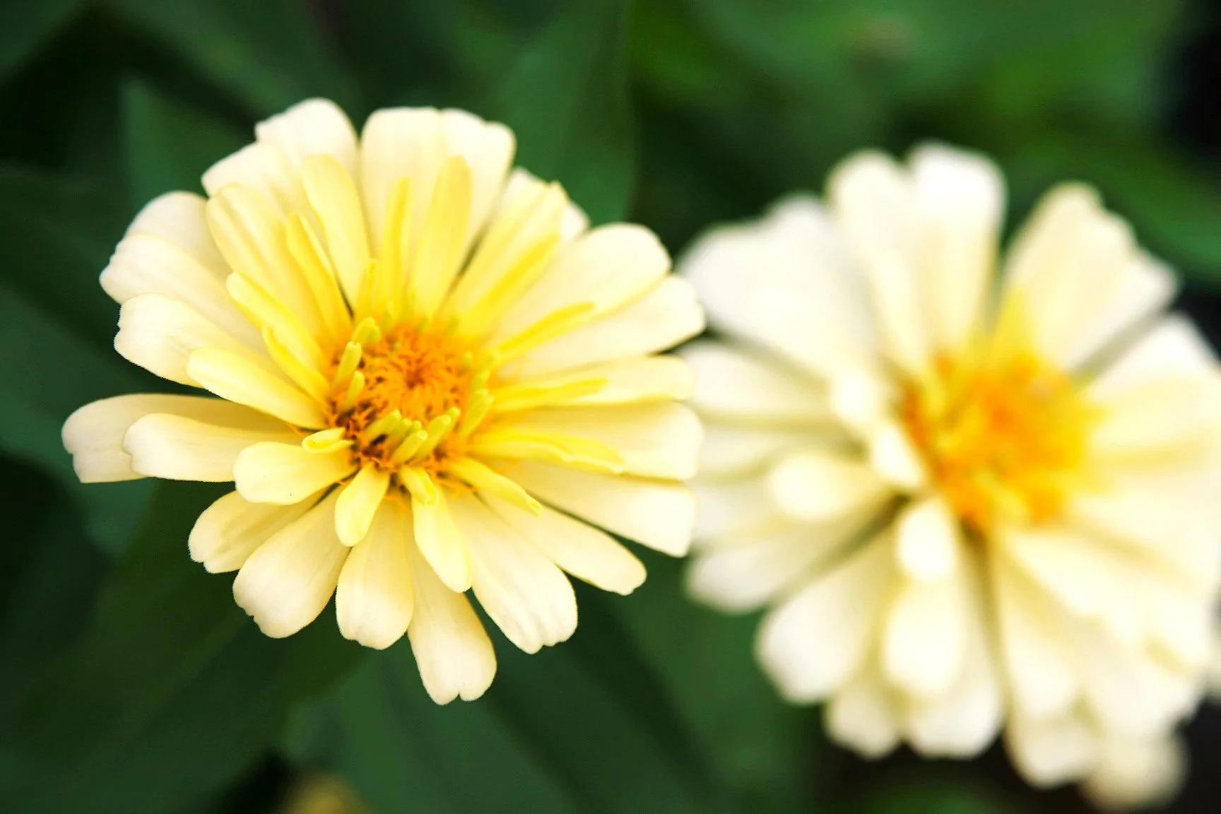 Isabellina Baby Yellow Zinnia - Image 6