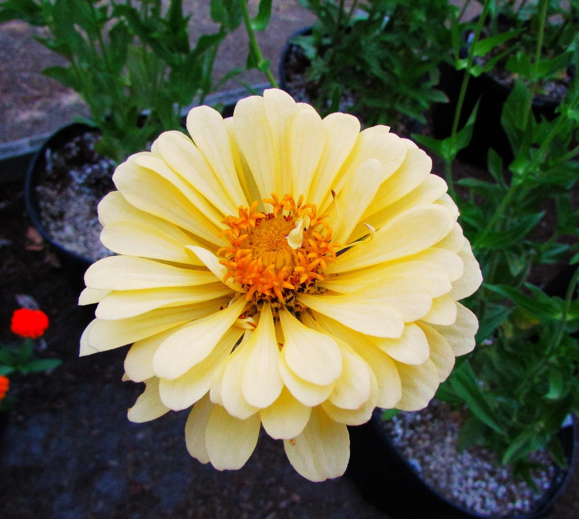 Isabellina Baby Yellow Zinnia - Image 7