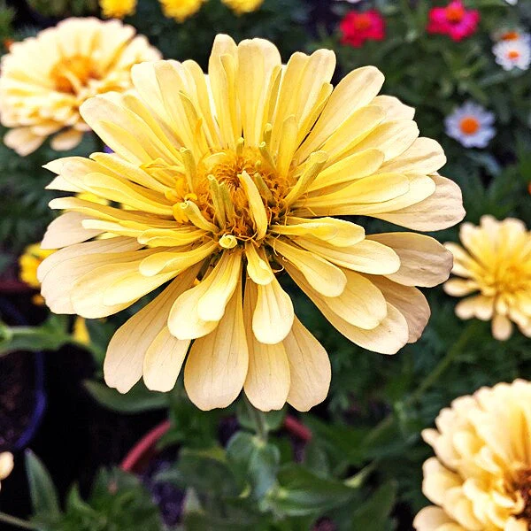 Isabellina Baby Yellow Zinnia - Image 8