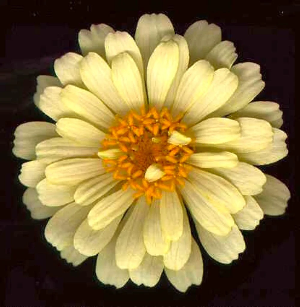 Isabellina Baby Yellow Zinnia - Image 9