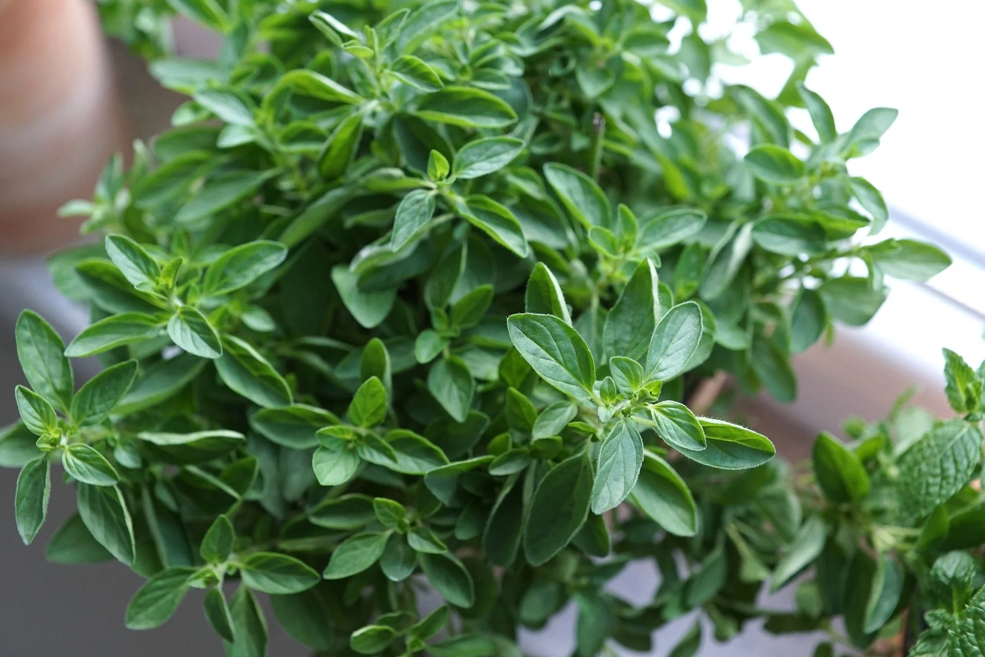 Italian Oregano - Image 3
