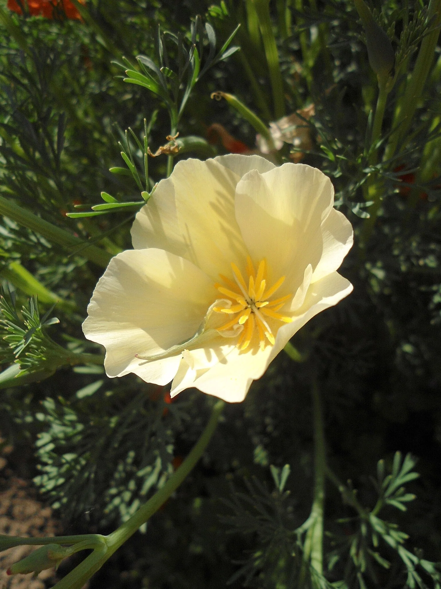 Ivory Castle California Poppy - Image 10