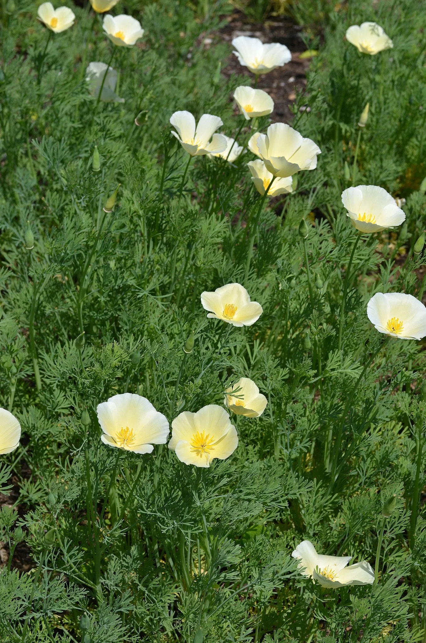 Ivory Castle California Poppy - Image 2