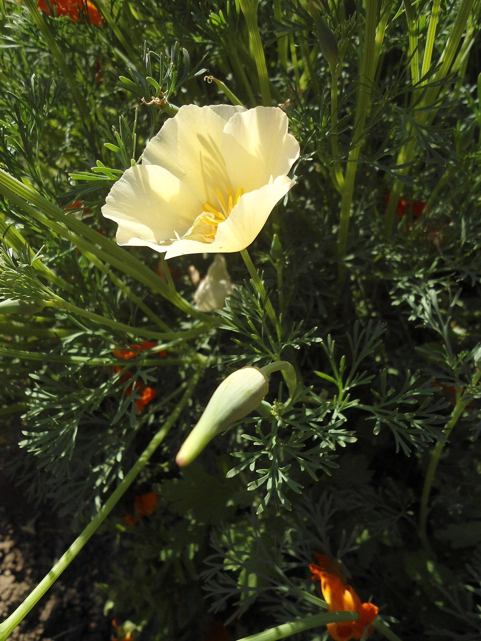 Ivory Castle California Poppy - Image 3