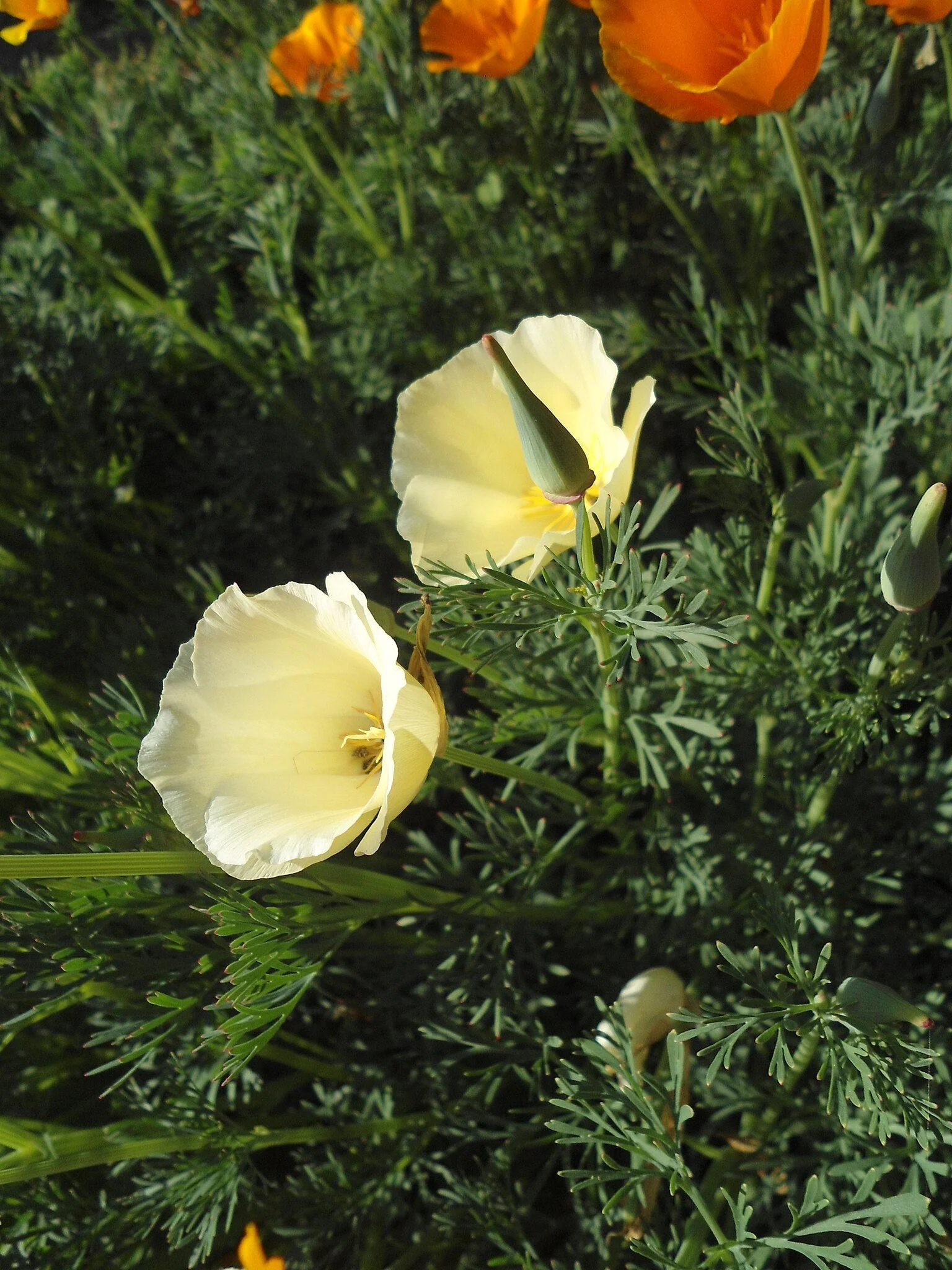 Ivory Castle California Poppy - Image 4