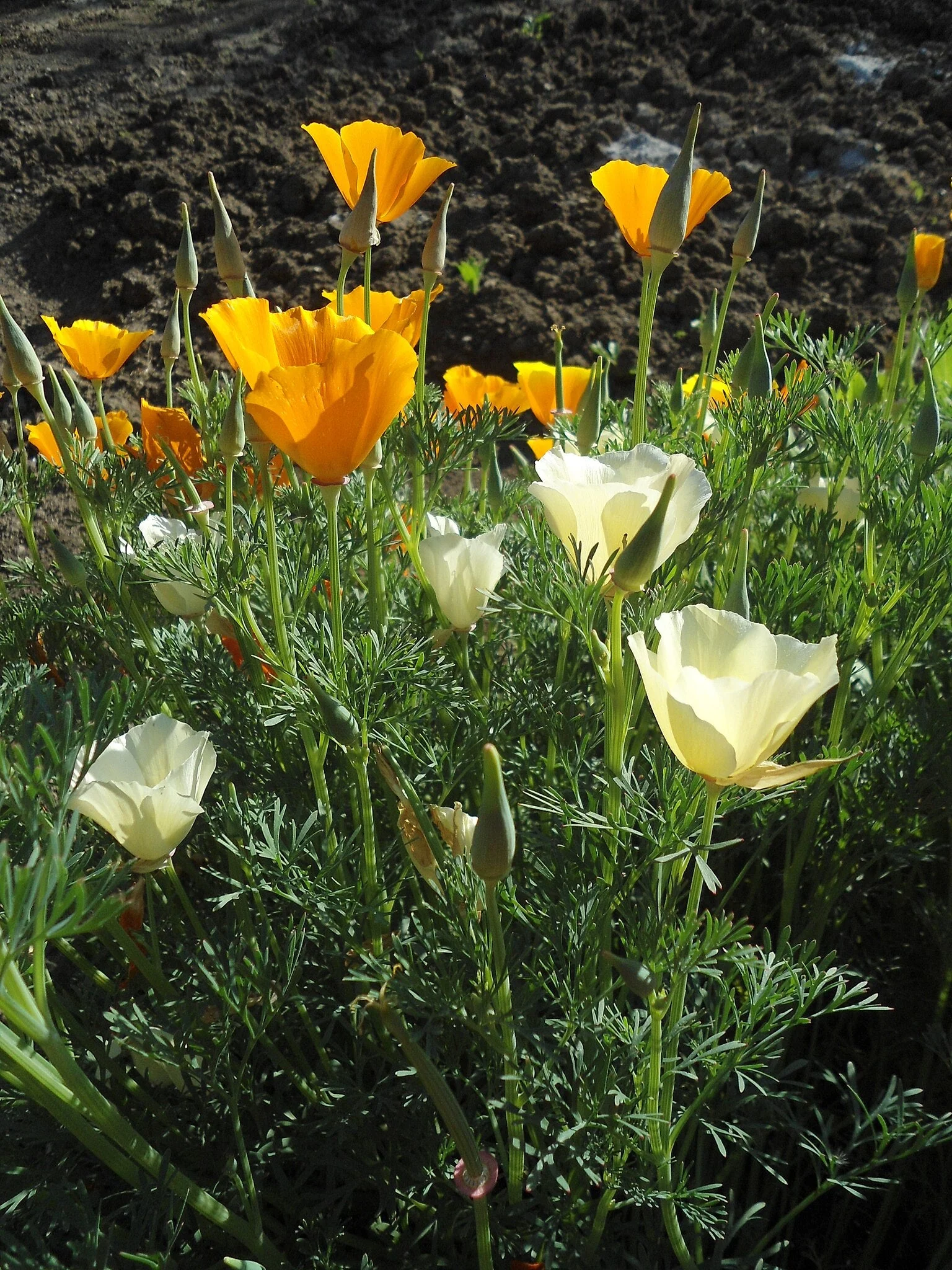 Ivory Castle California Poppy - Image 5