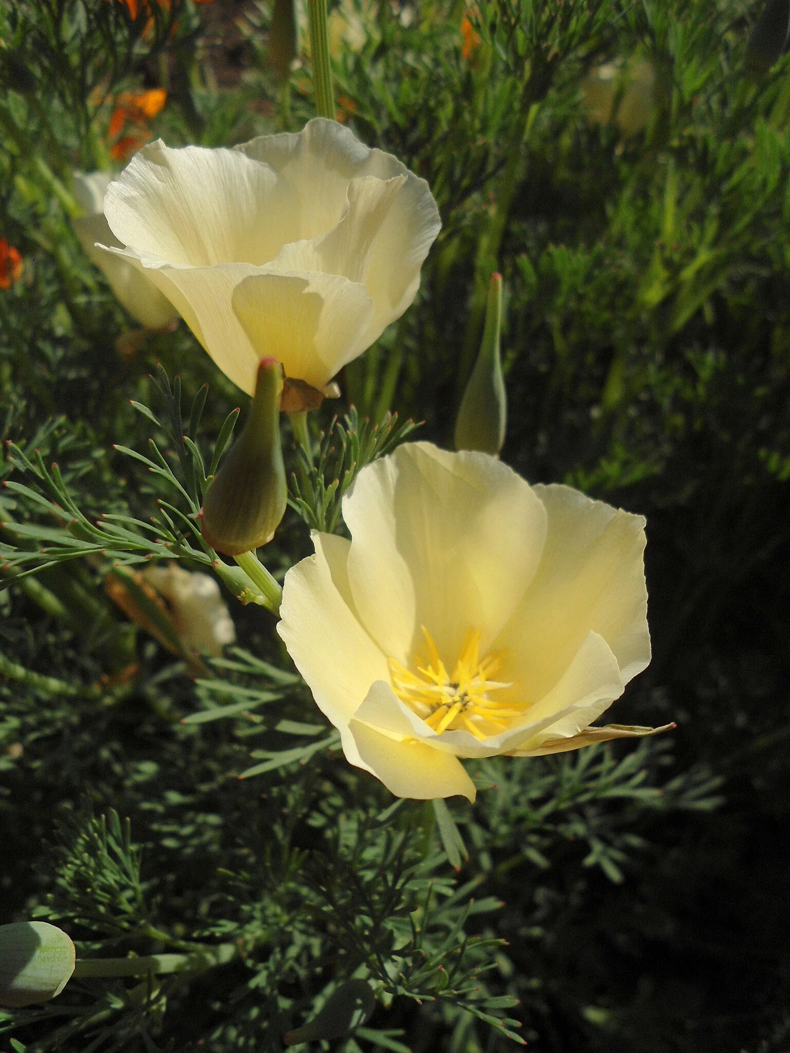 Ivory Castle California Poppy - Image 6
