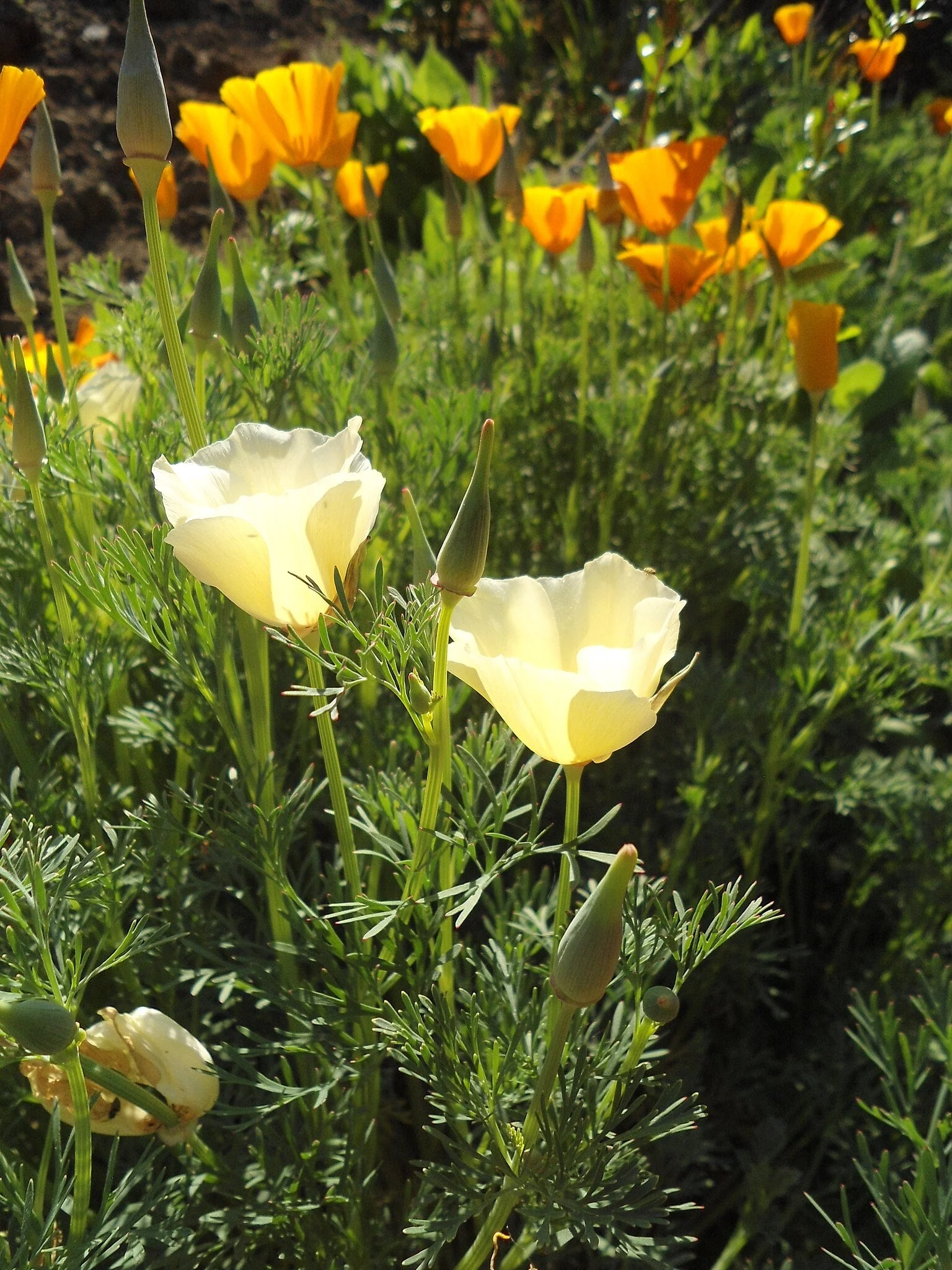 Ivory Castle California Poppy - Image 7