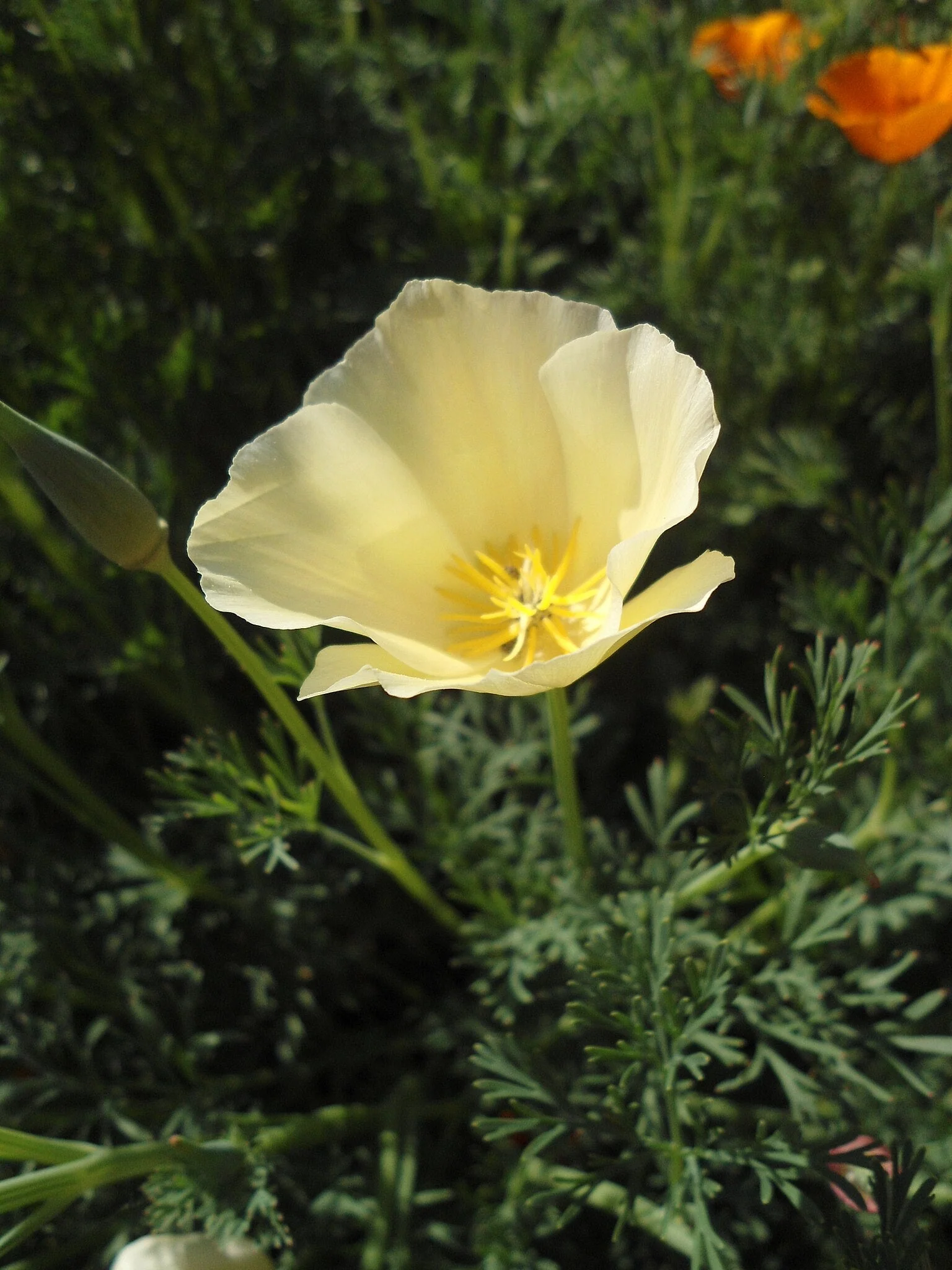 Ivory Castle California Poppy - Image 8