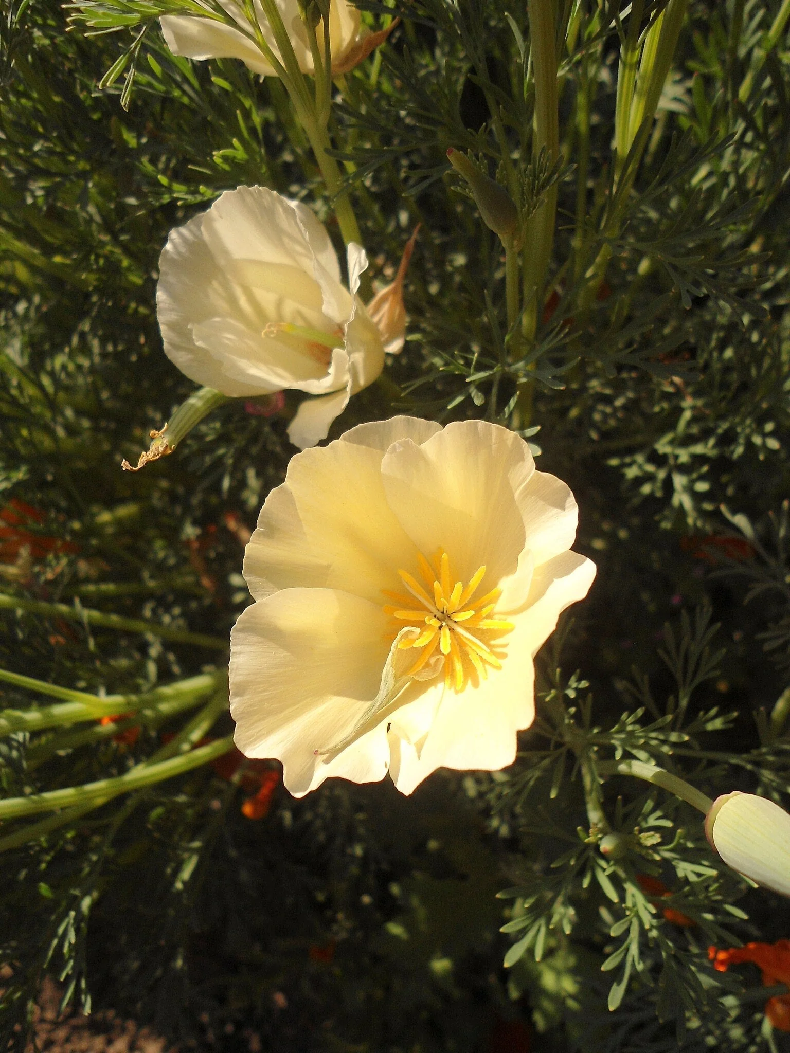 Ivory Castle California Poppy - Image 9