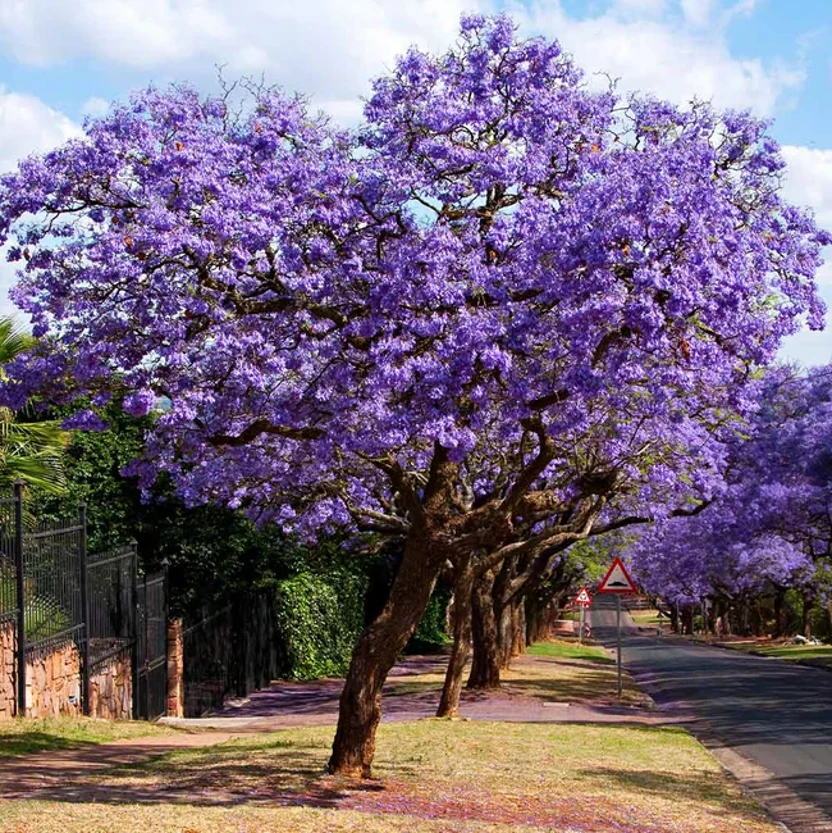Jacaranda Purple Tree - Image 6