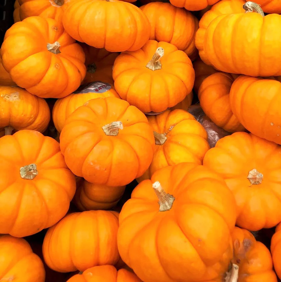 Jack-Be-Little Pumpkin