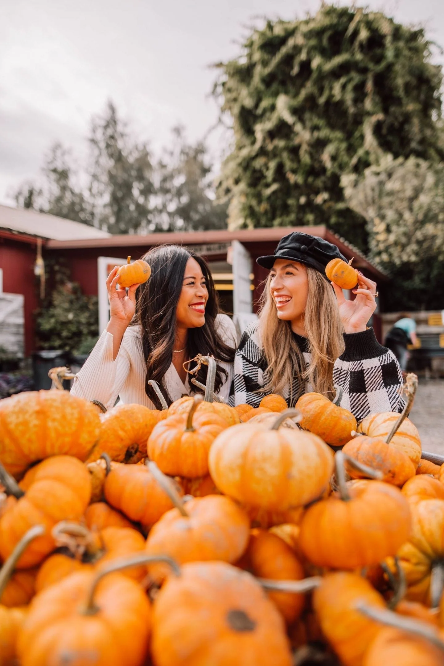 Jack-Be-Little Pumpkin - Image 4