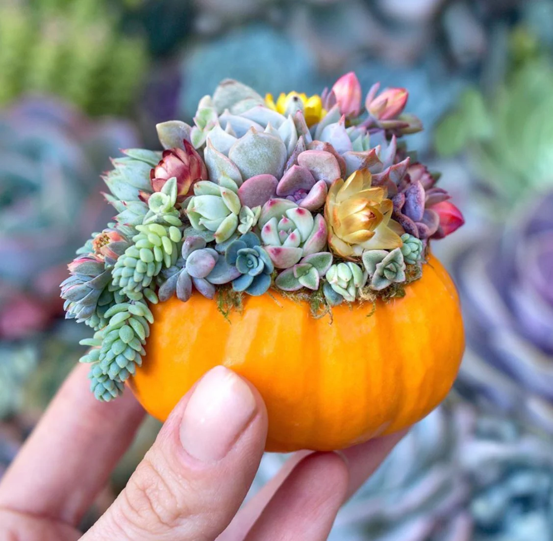 Jack-Be-Little Pumpkin - Image 6
