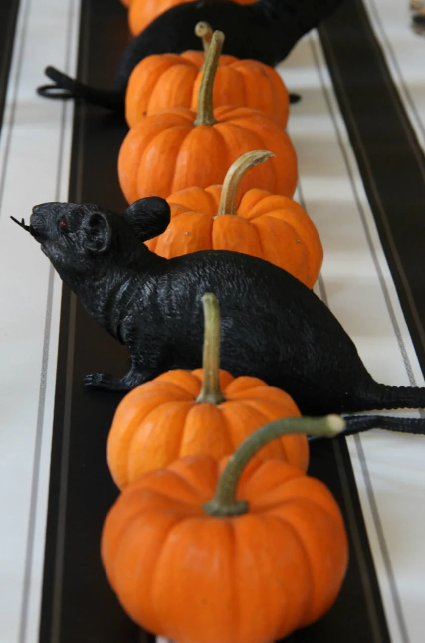 Jack-Be-Little Pumpkin - Image 9