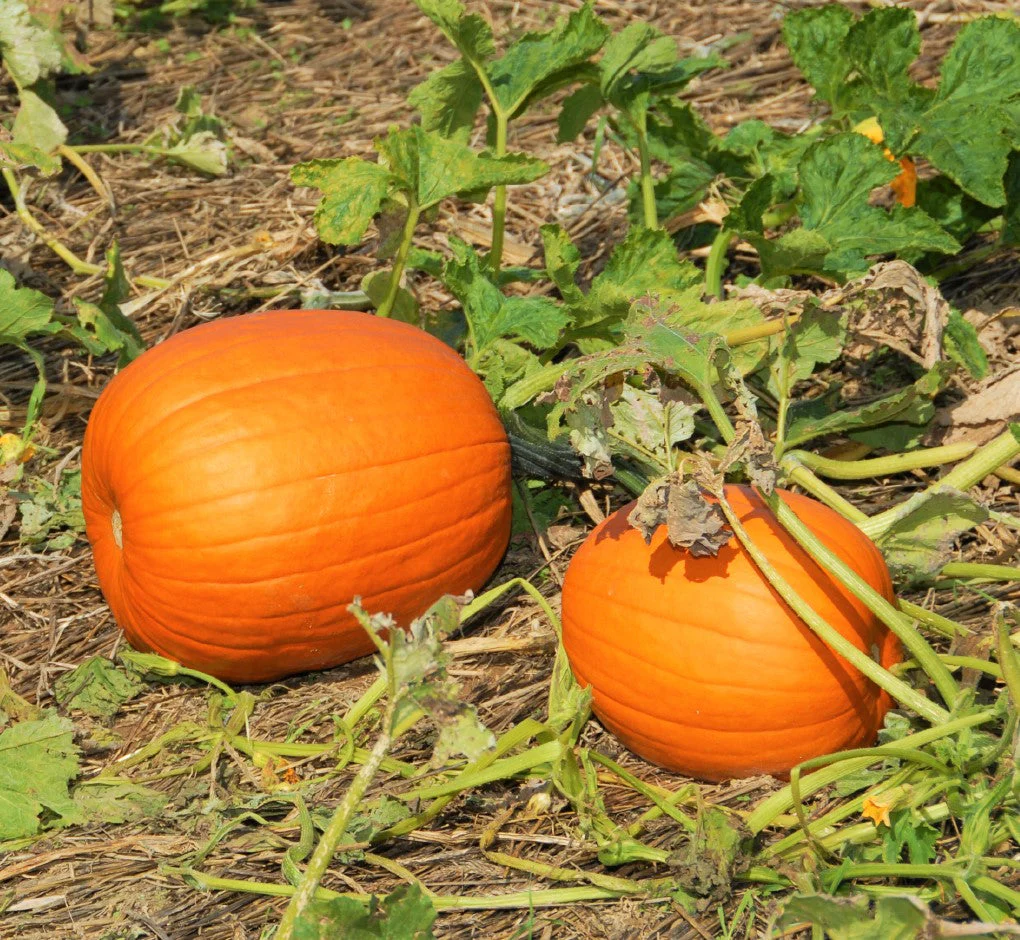Jack O' Lantern Pumpkin - Image 3