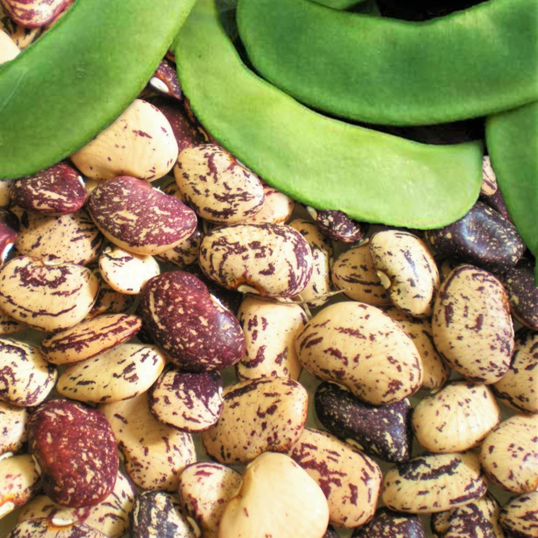 Jackson Wonder Lima Bean