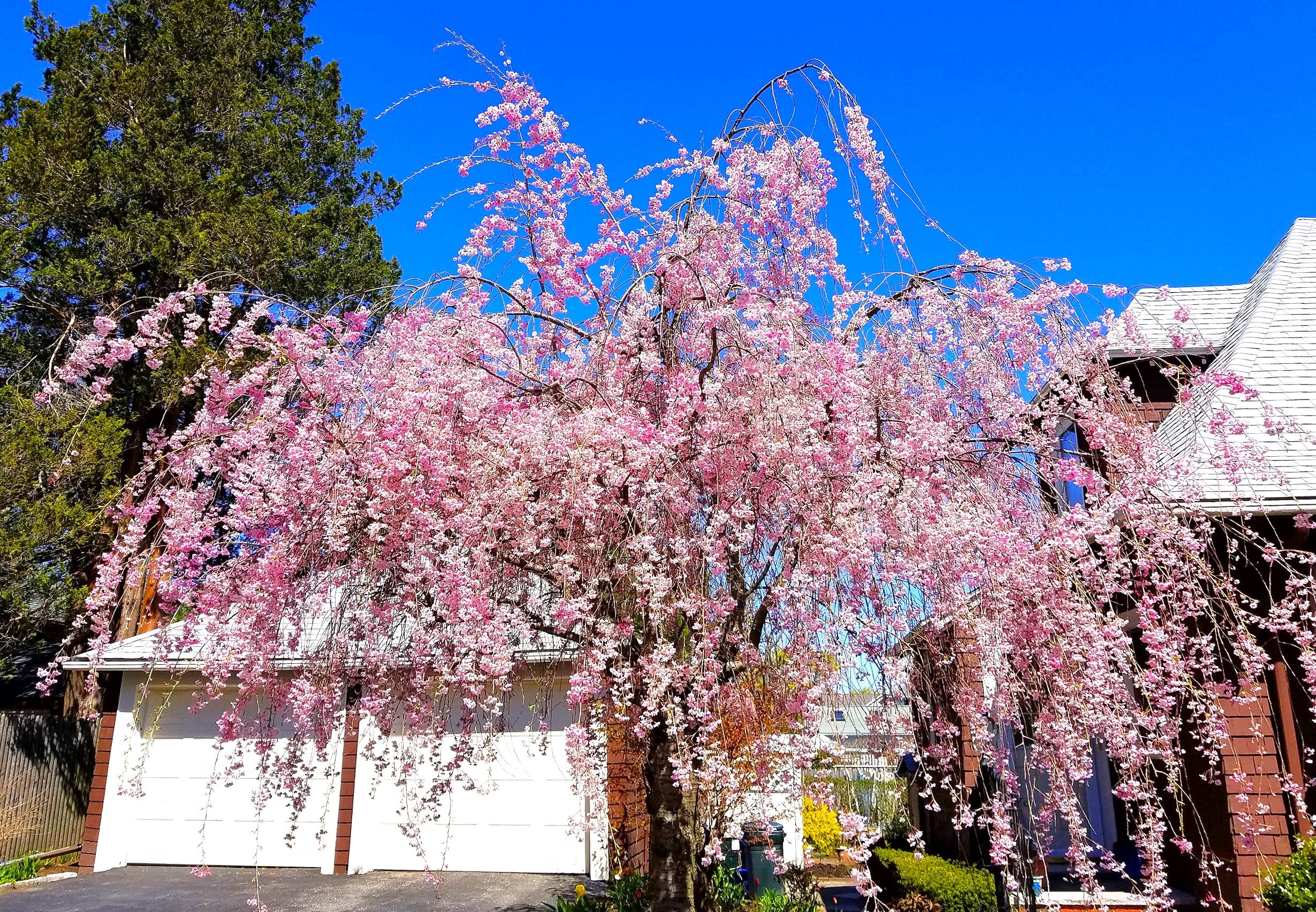 Japanese Cherry Blossom Tree - Image 10
