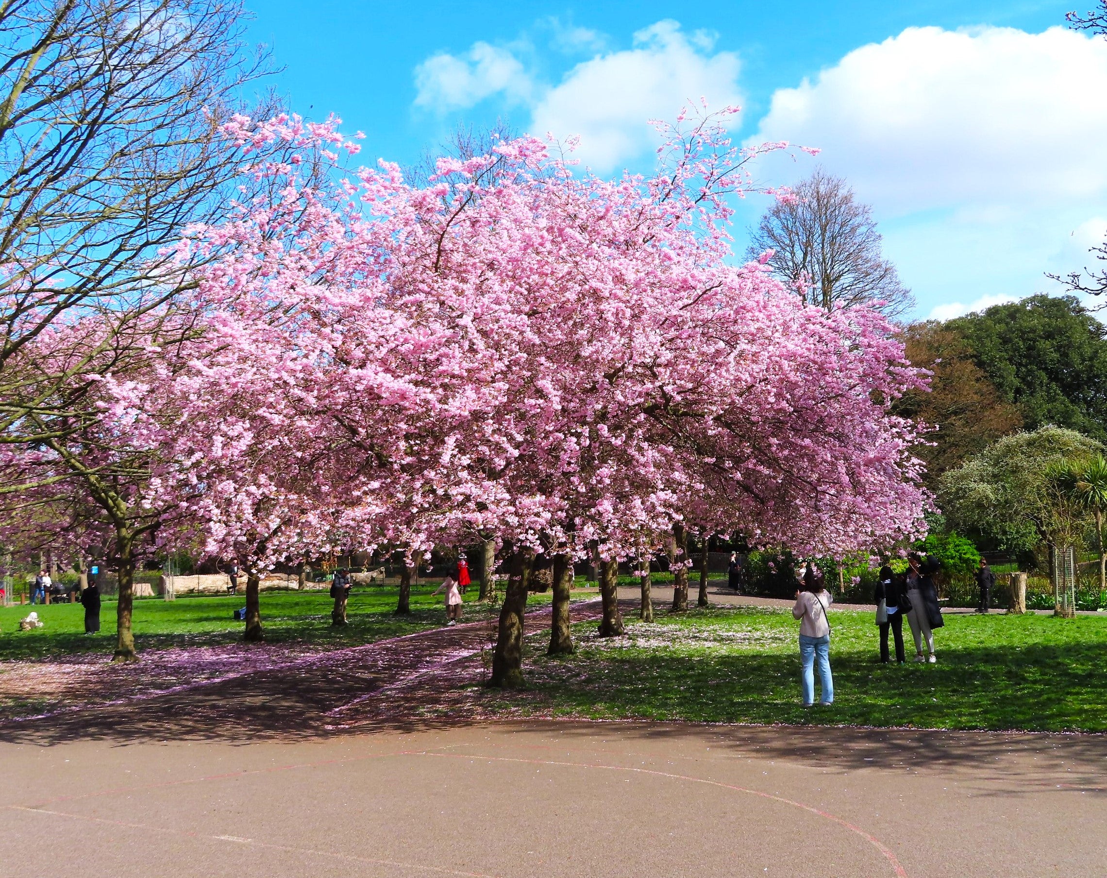 Japanese Cherry Blossom Tree - Image 2