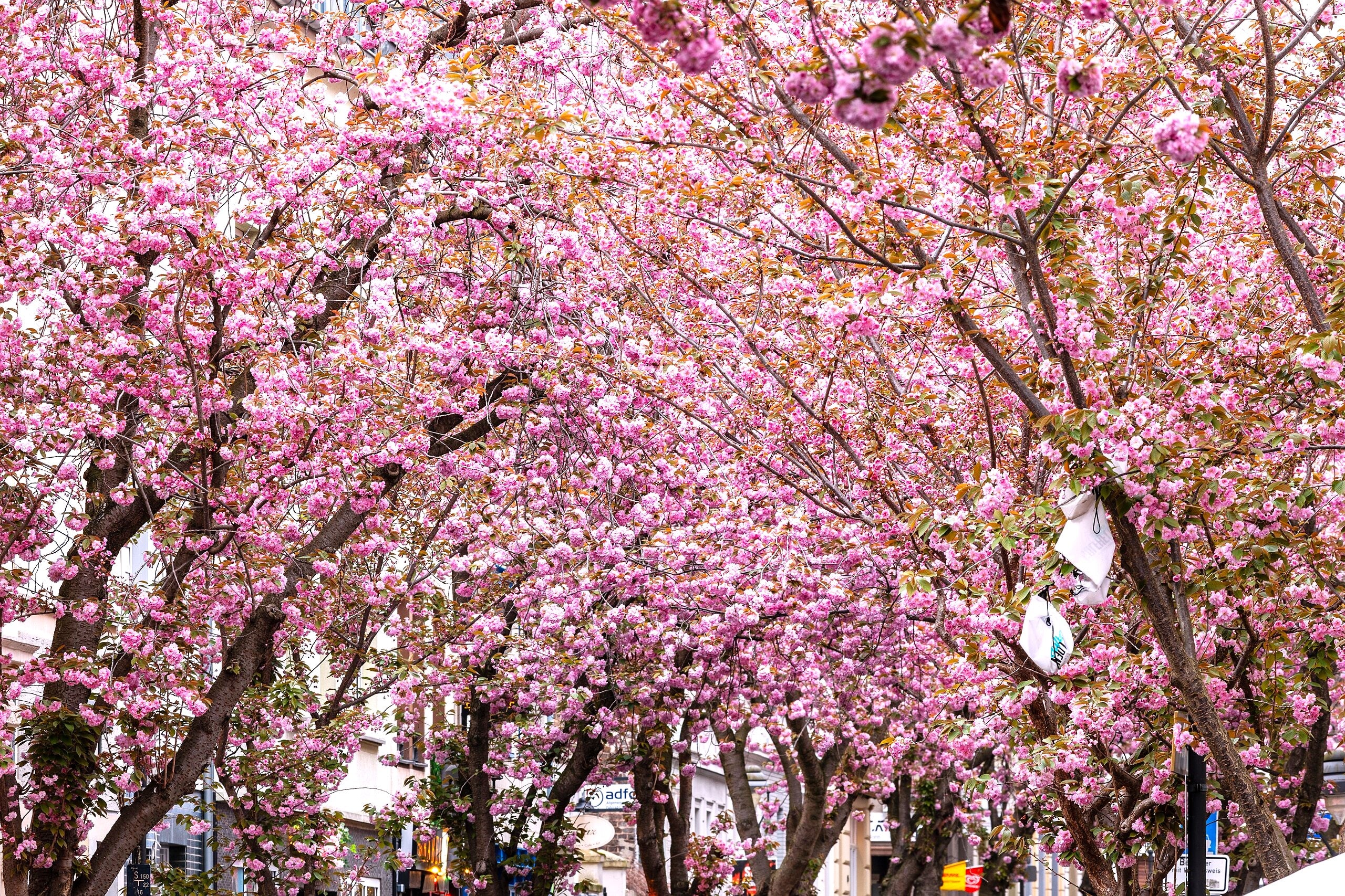 Japanese Cherry Blossom Tree - Image 3