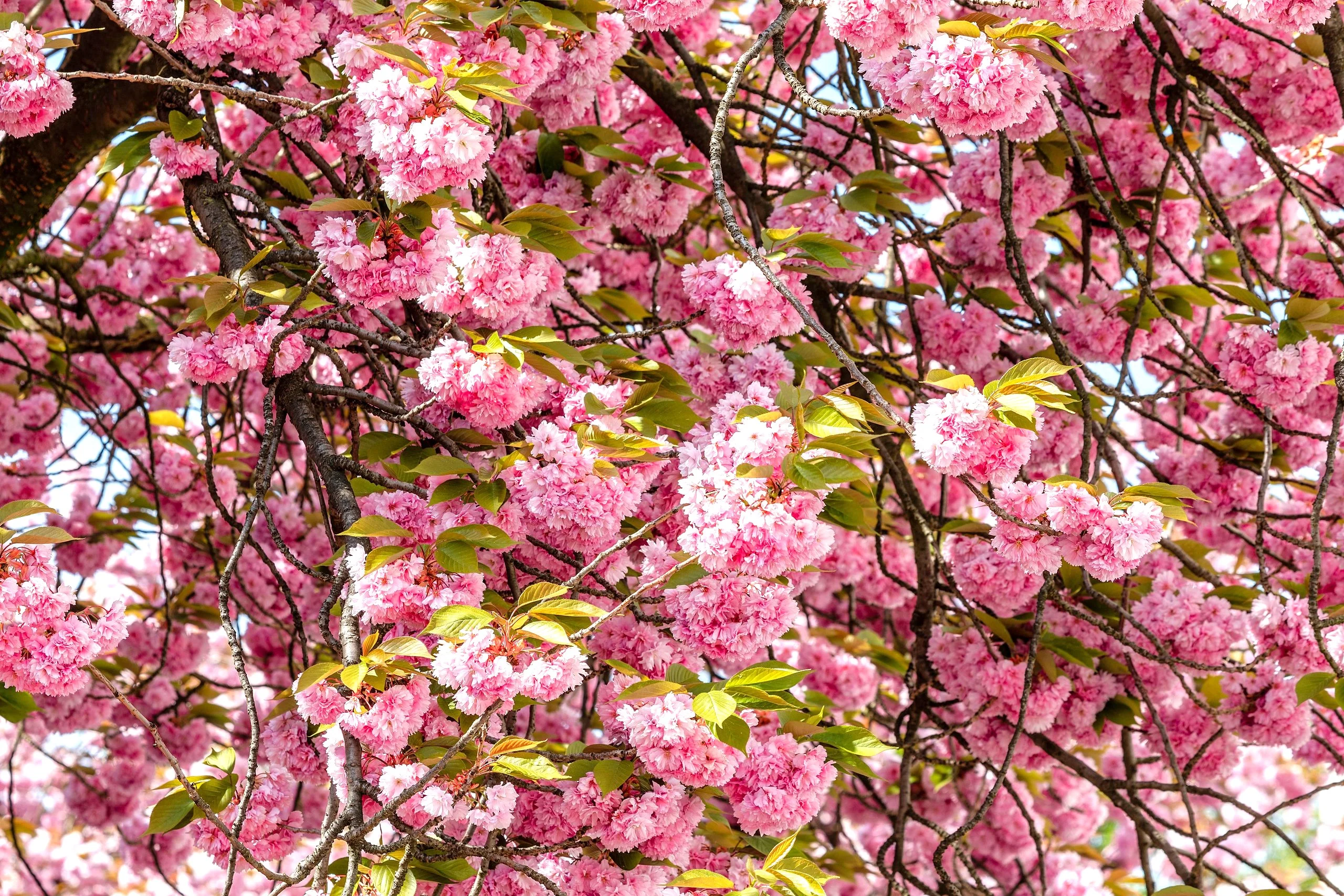 Japanese Cherry Blossom Tree - Image 4