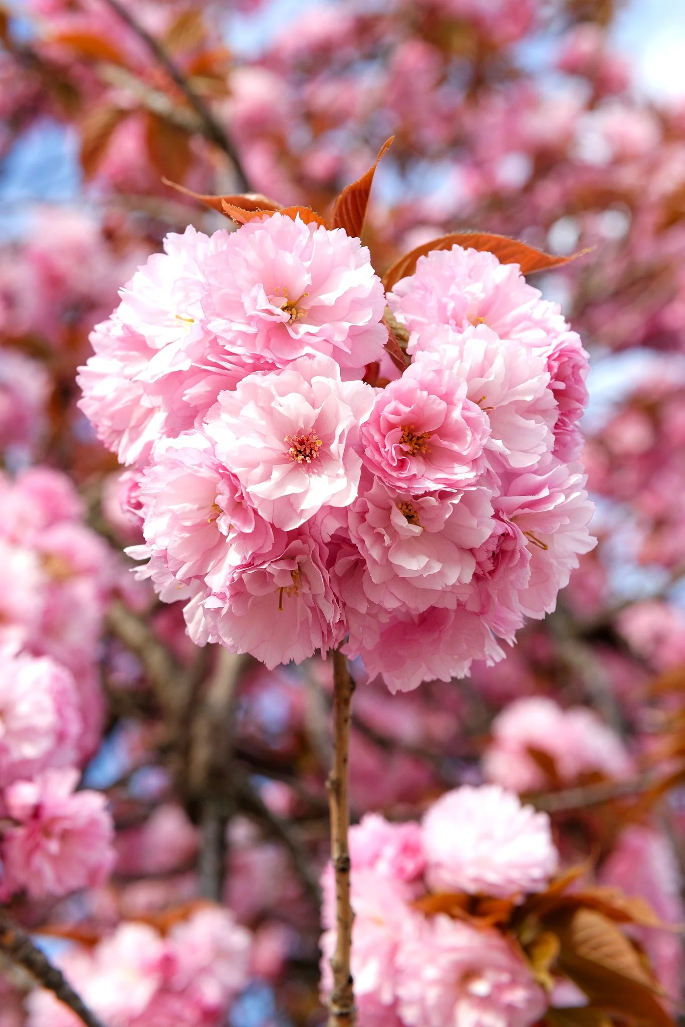 Japanese Cherry Blossom Tree - Image 5