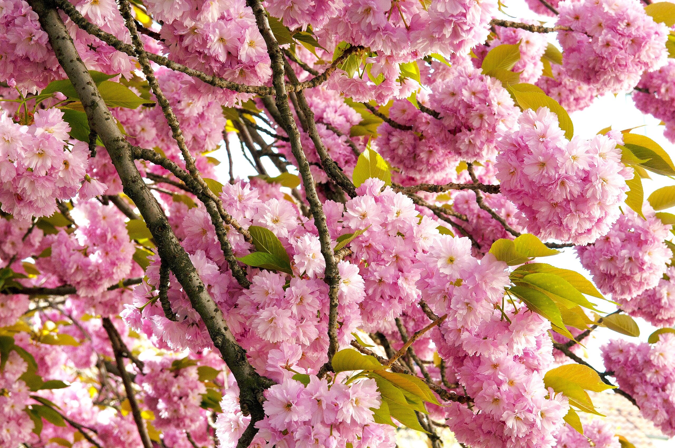 Japanese Cherry Blossom Tree - Image 6