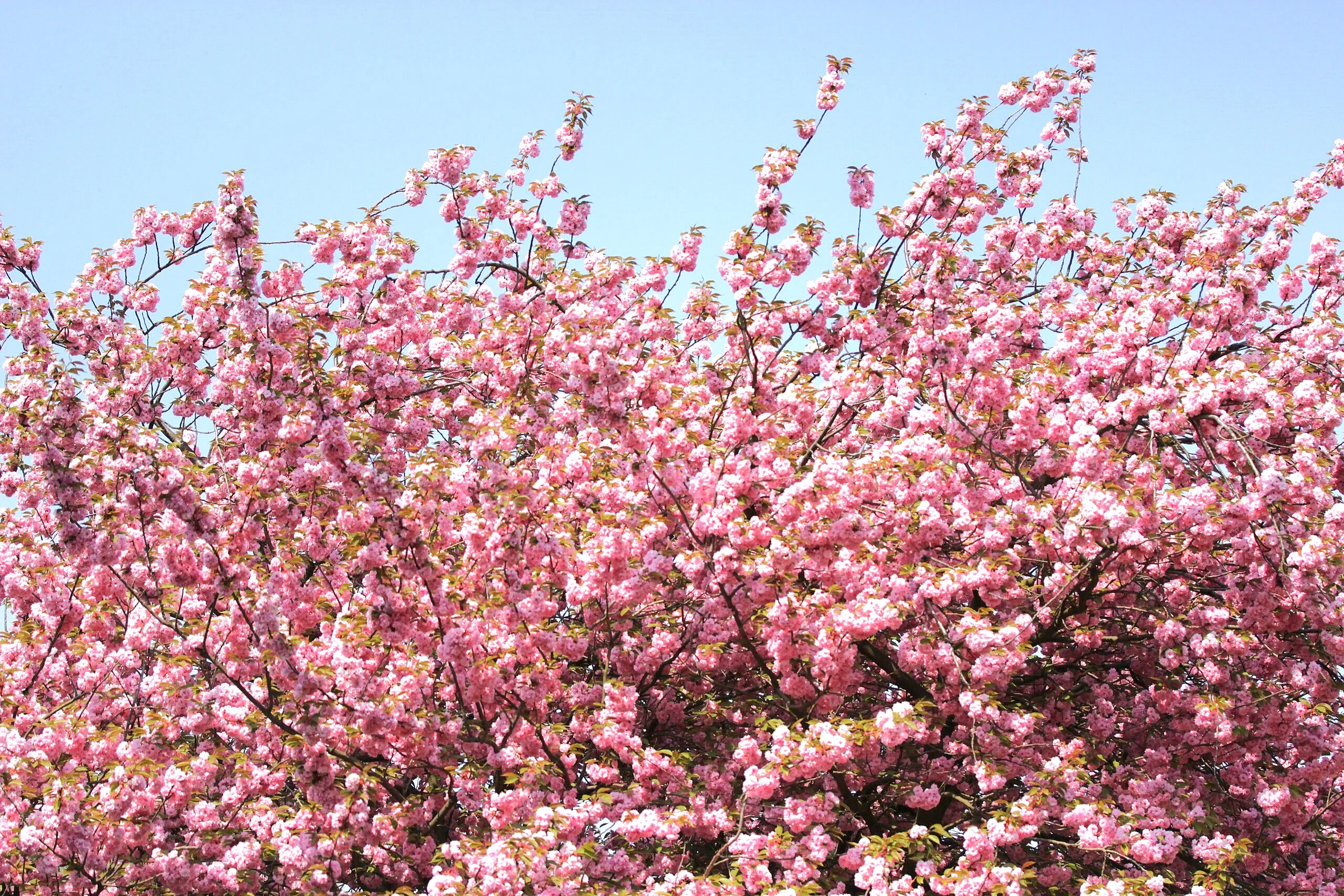 Japanese Cherry Blossom Tree - Image 7