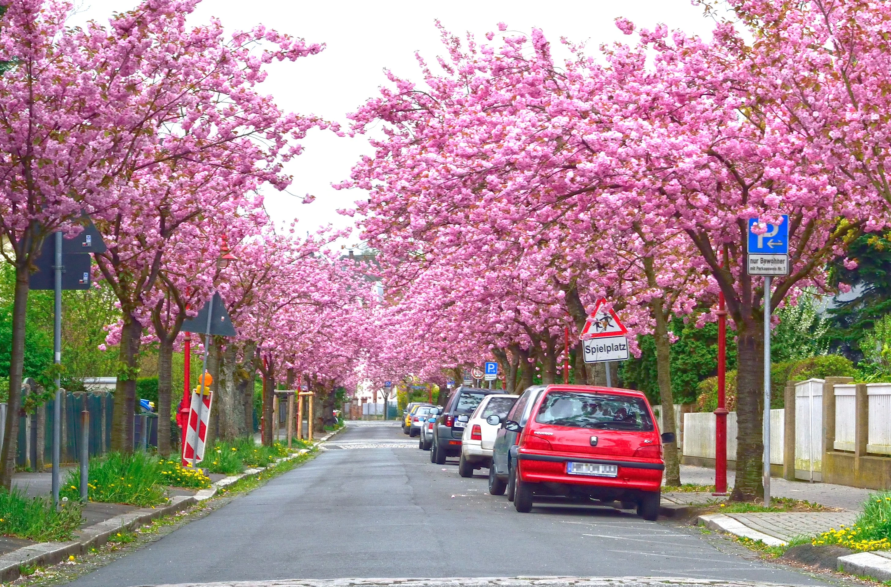 Japanese Cherry Blossom Tree - Image 9