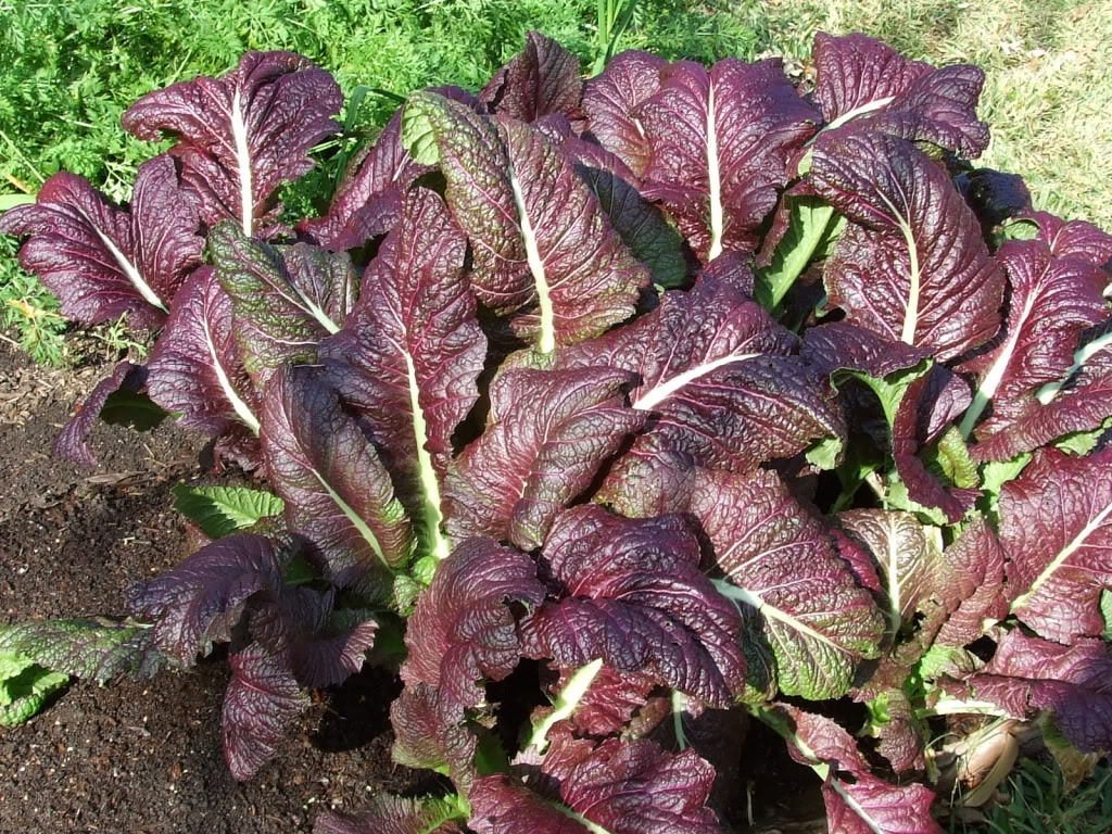 Japanese Giant Red Mustard Green - Image 4