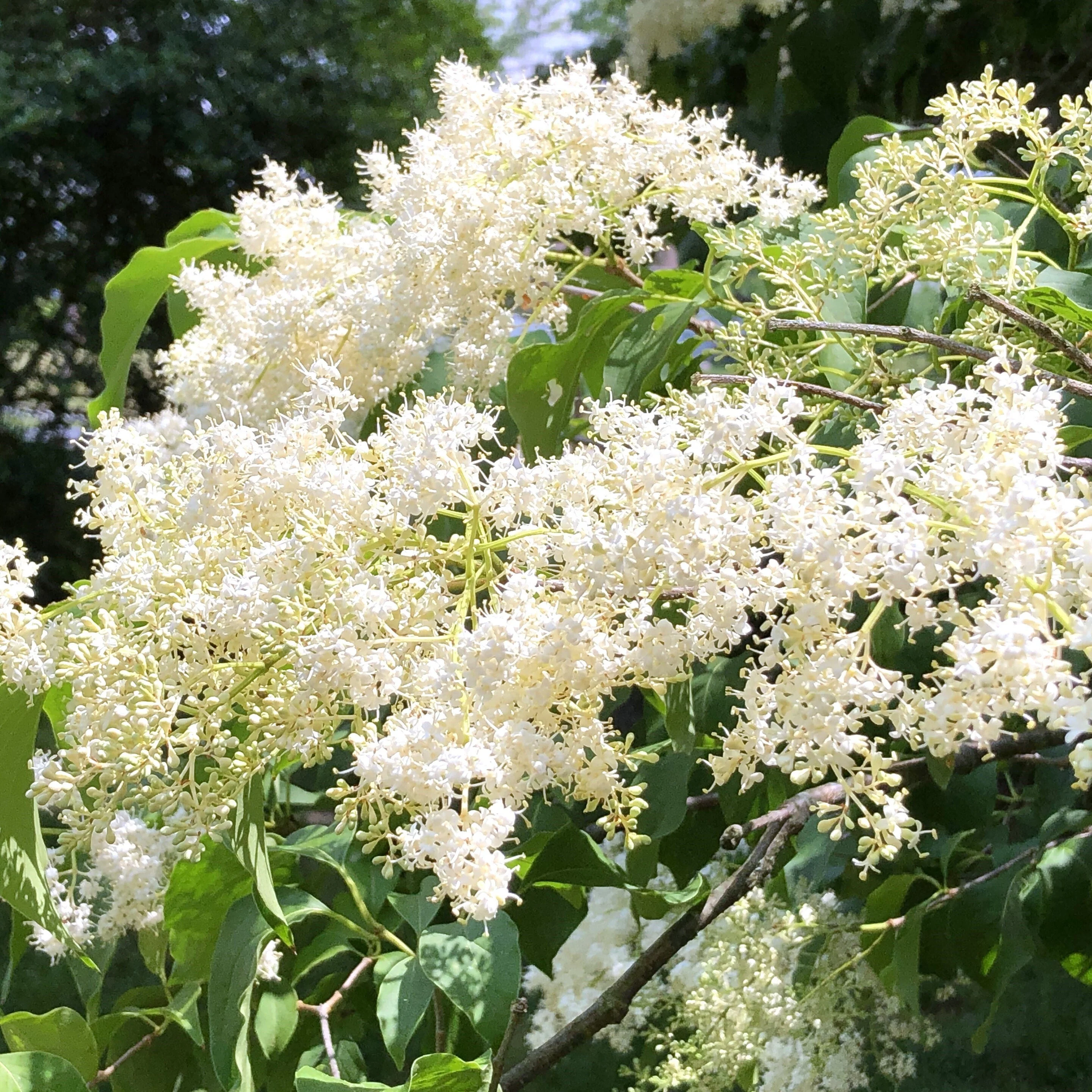 Japanese Lilac Tree