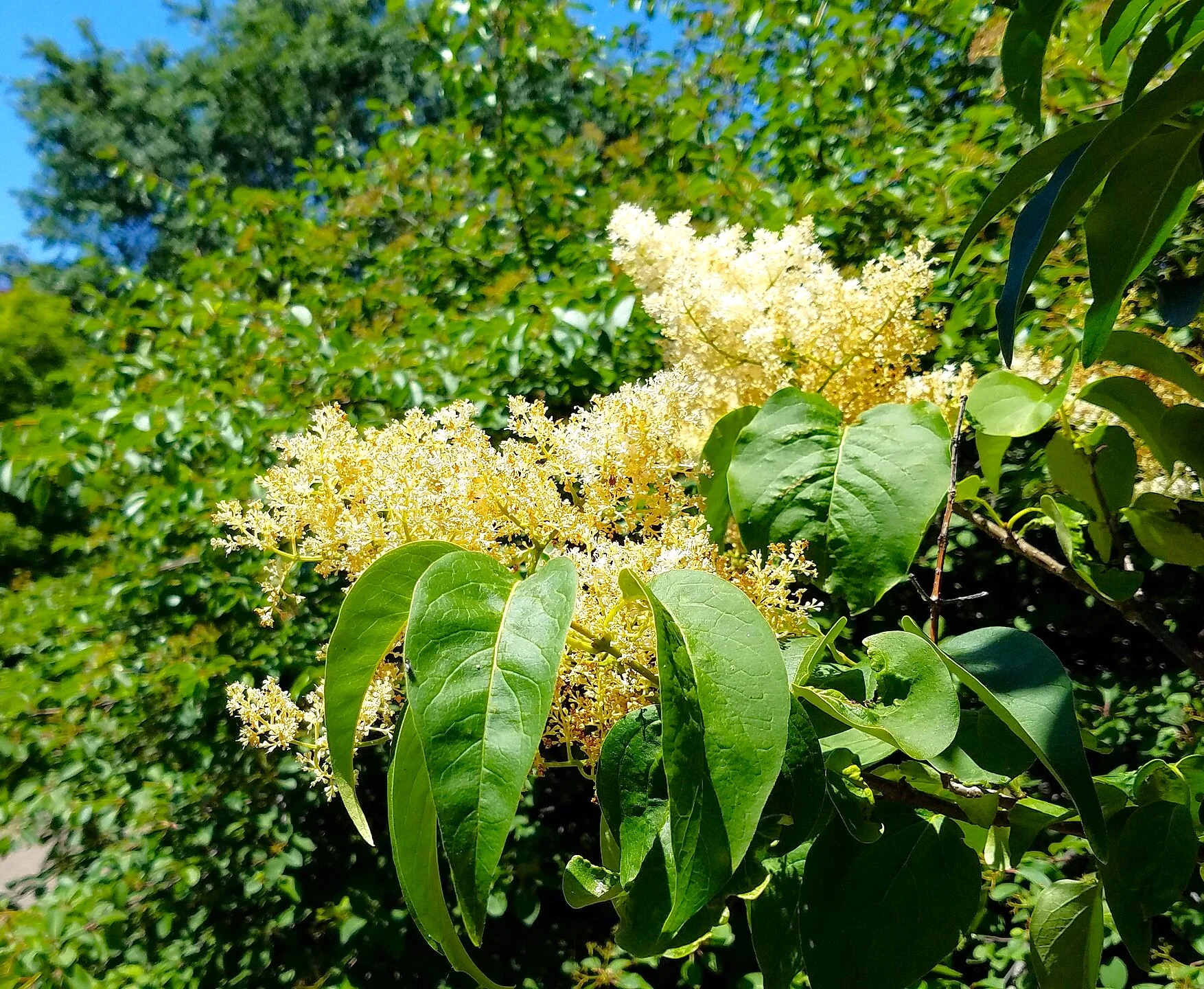 Japanese Lilac Tree - Image 10