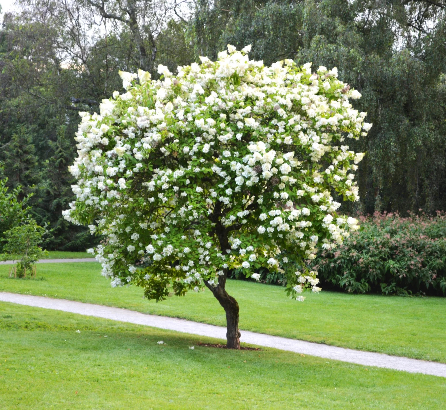 Japanese Lilac Tree - Image 2