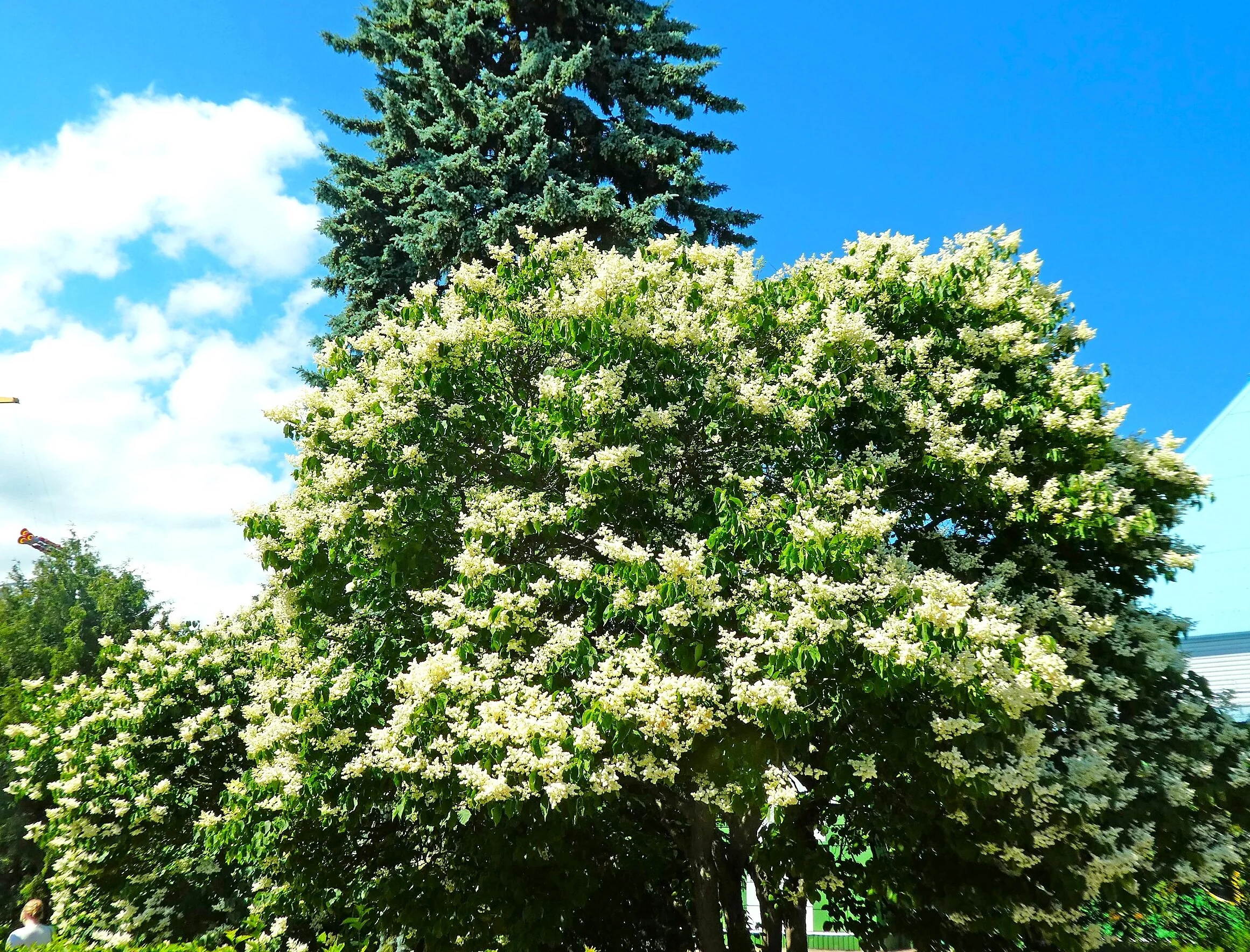 Japanese Lilac Tree - Image 3