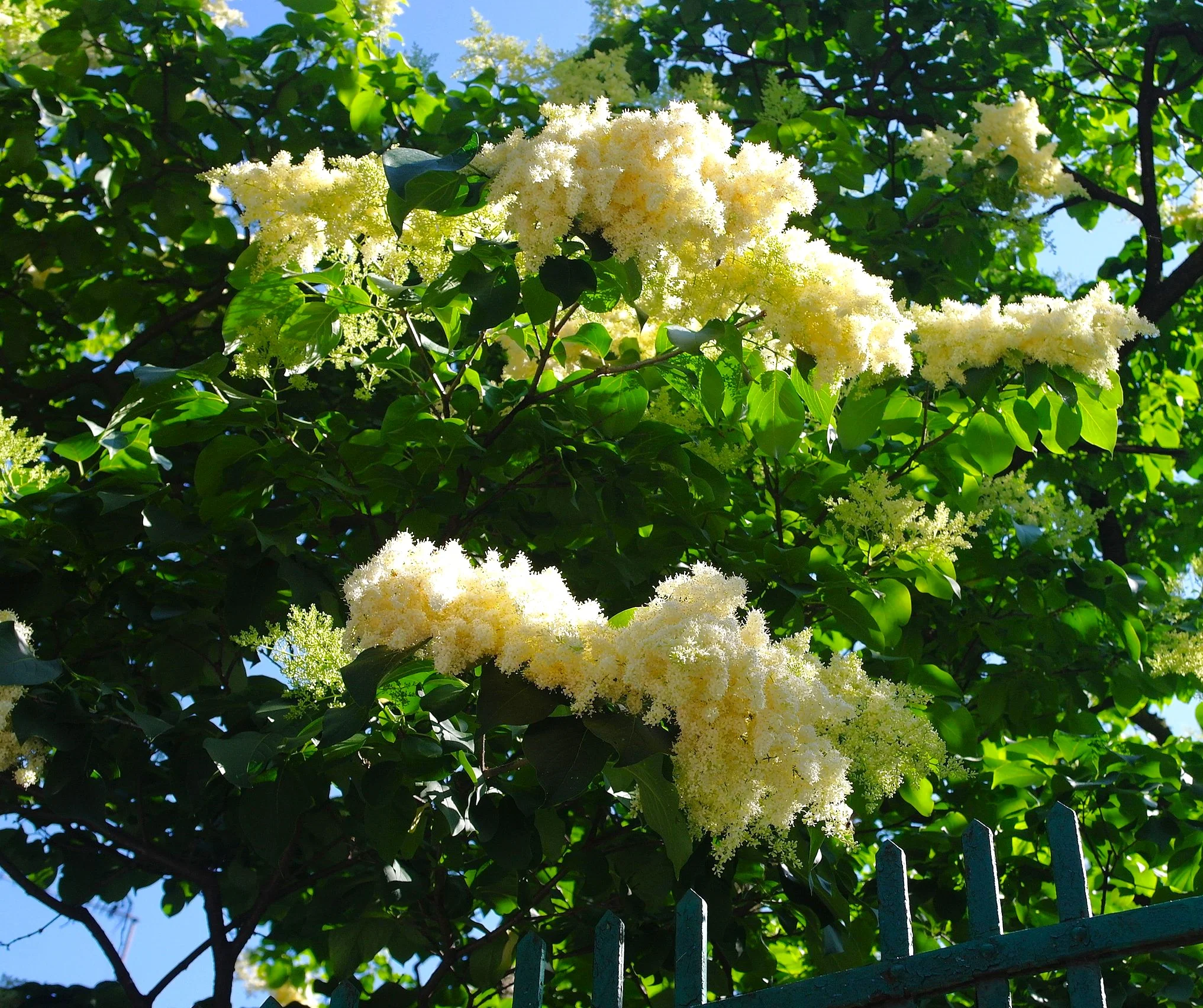Japanese Lilac Tree - Image 4