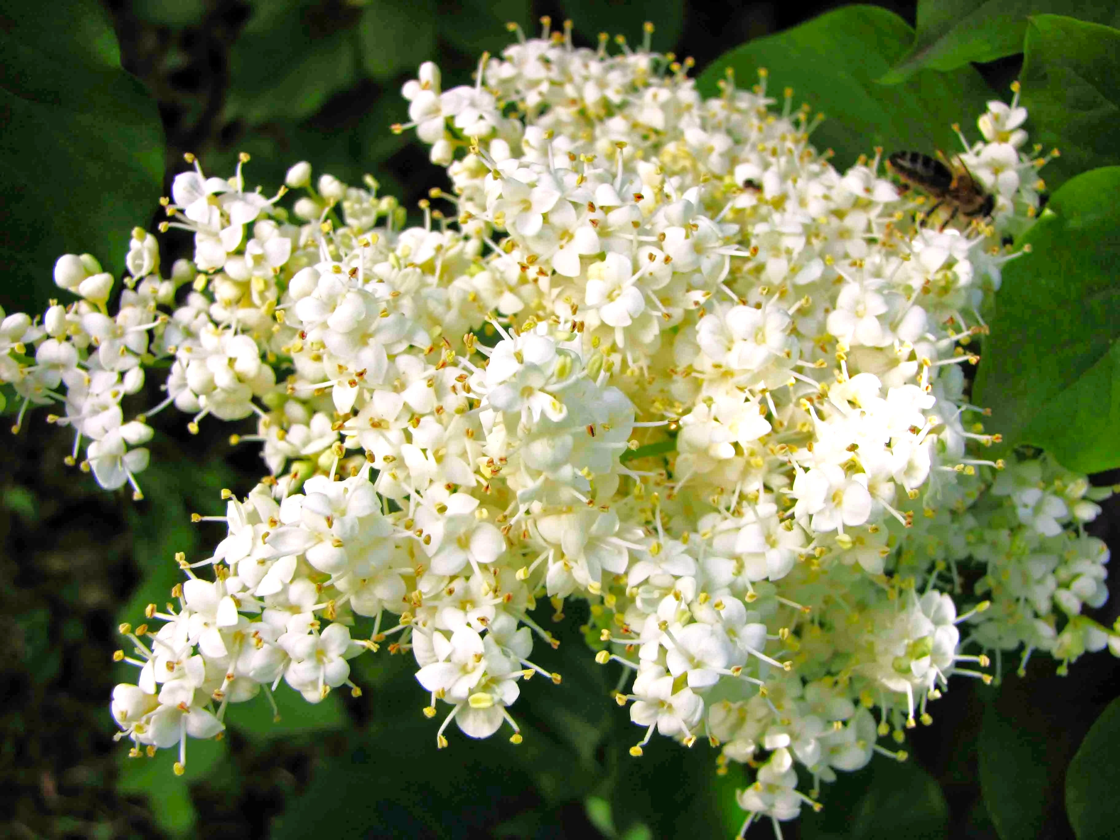 Japanese Lilac Tree - Image 5