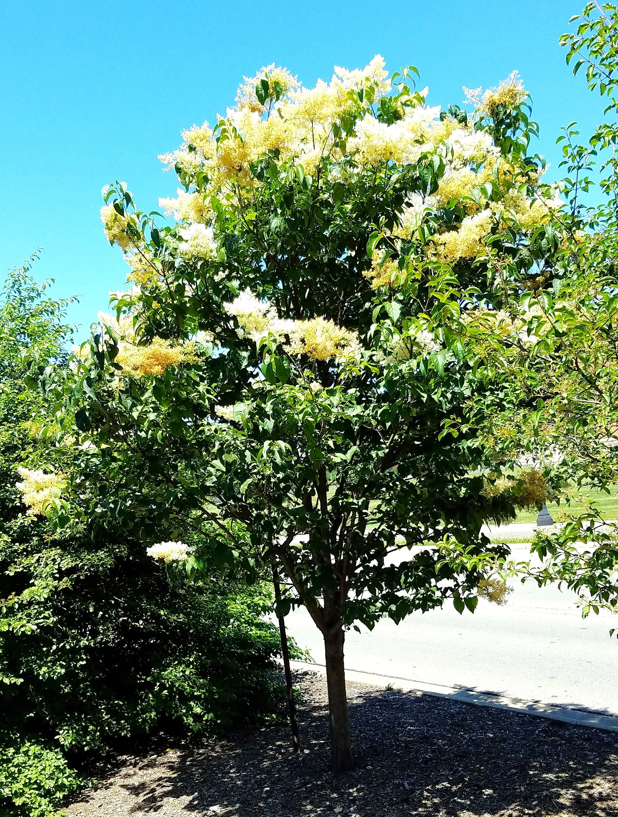 Japanese Lilac Tree - Image 6
