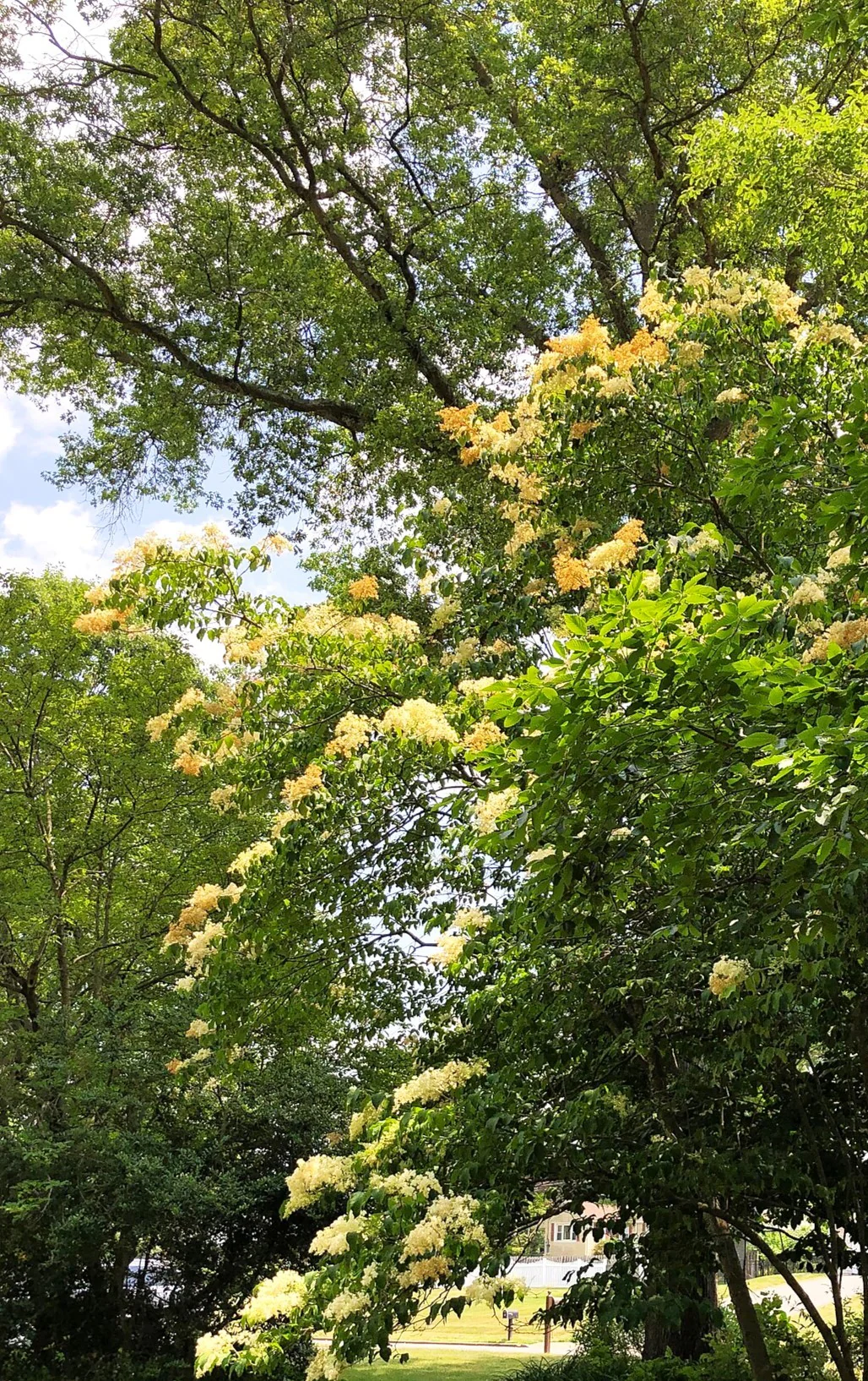 Japanese Lilac Tree - Image 8