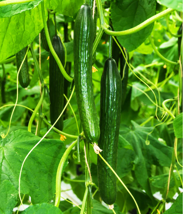 Japanese Long Burpless Cucumber - Image 3