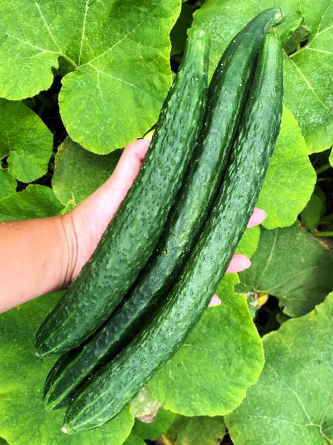 Japanese Long Burpless Cucumber - Image 4