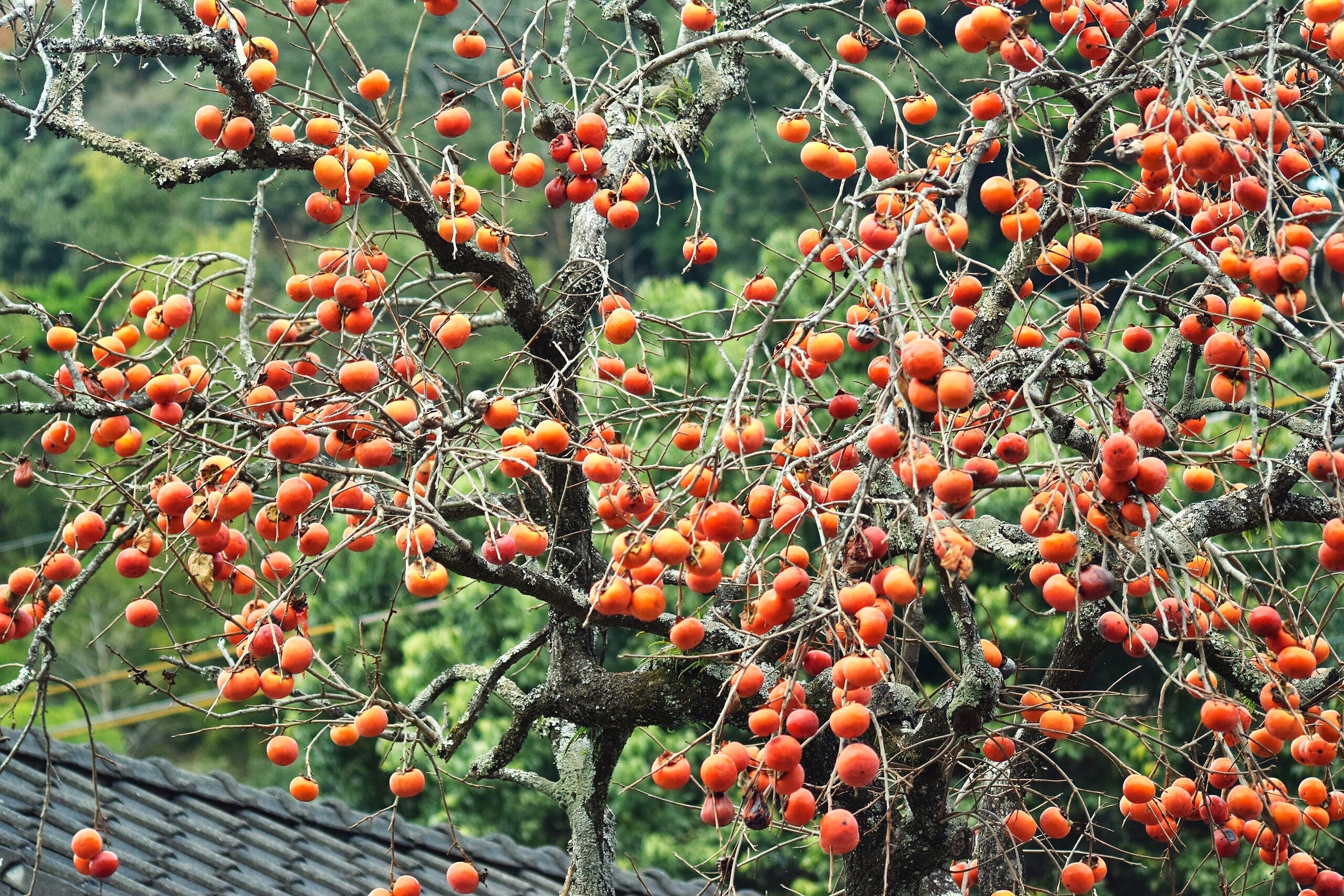 Japanese Persimmon Tree - Image 2