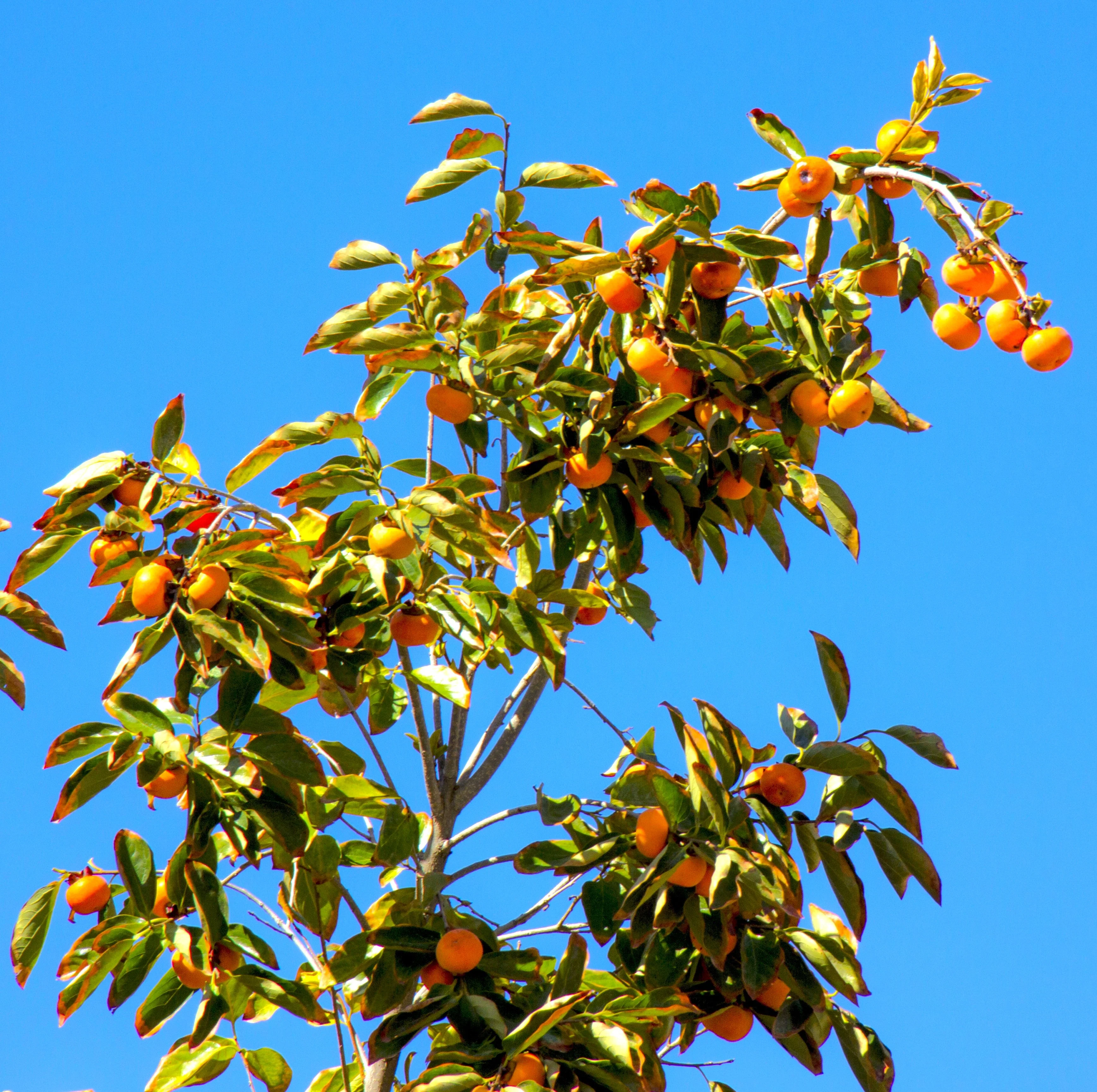 Japanese Persimmon Tree - Image 3